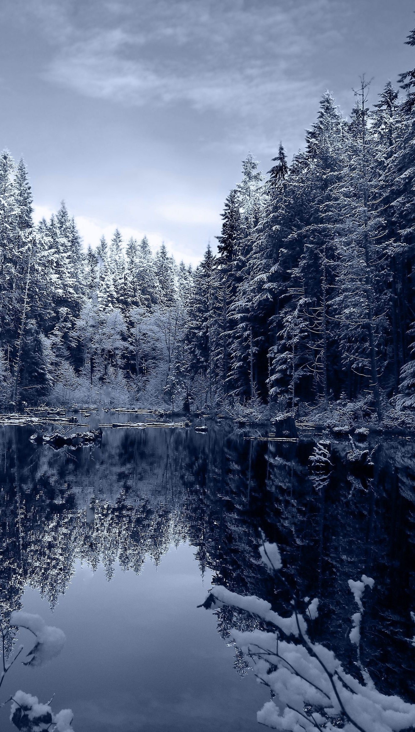 Wallpaper Forest during winter Vertical