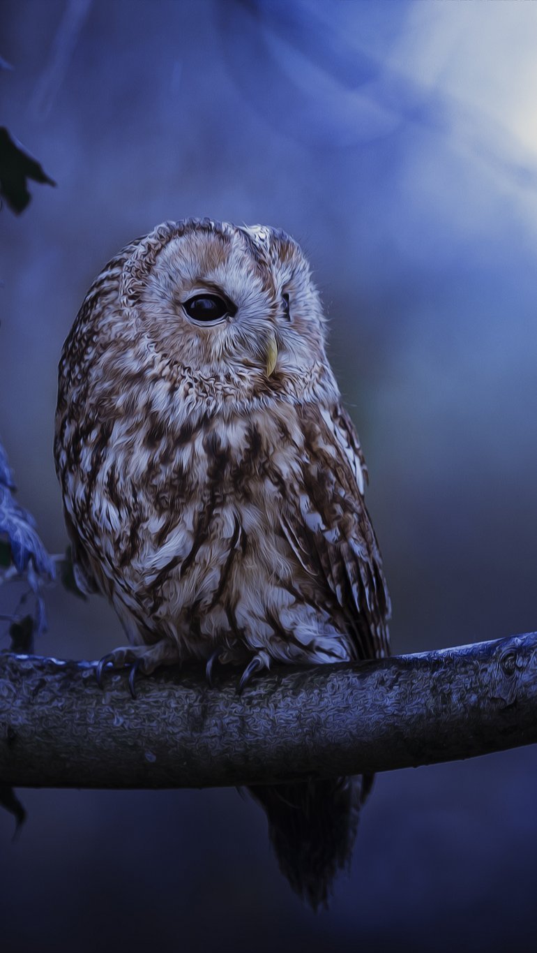 Wallpaper Owl at moonlight Vertical