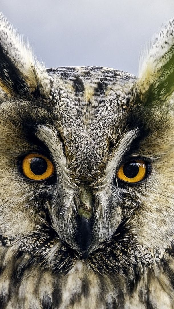 Wallpaper Owl looking at the camera Vertical