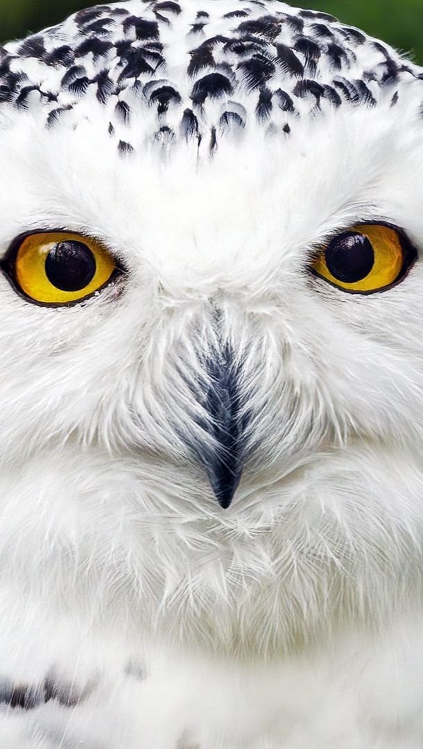 Wallpaper Snowy Owl Vertical