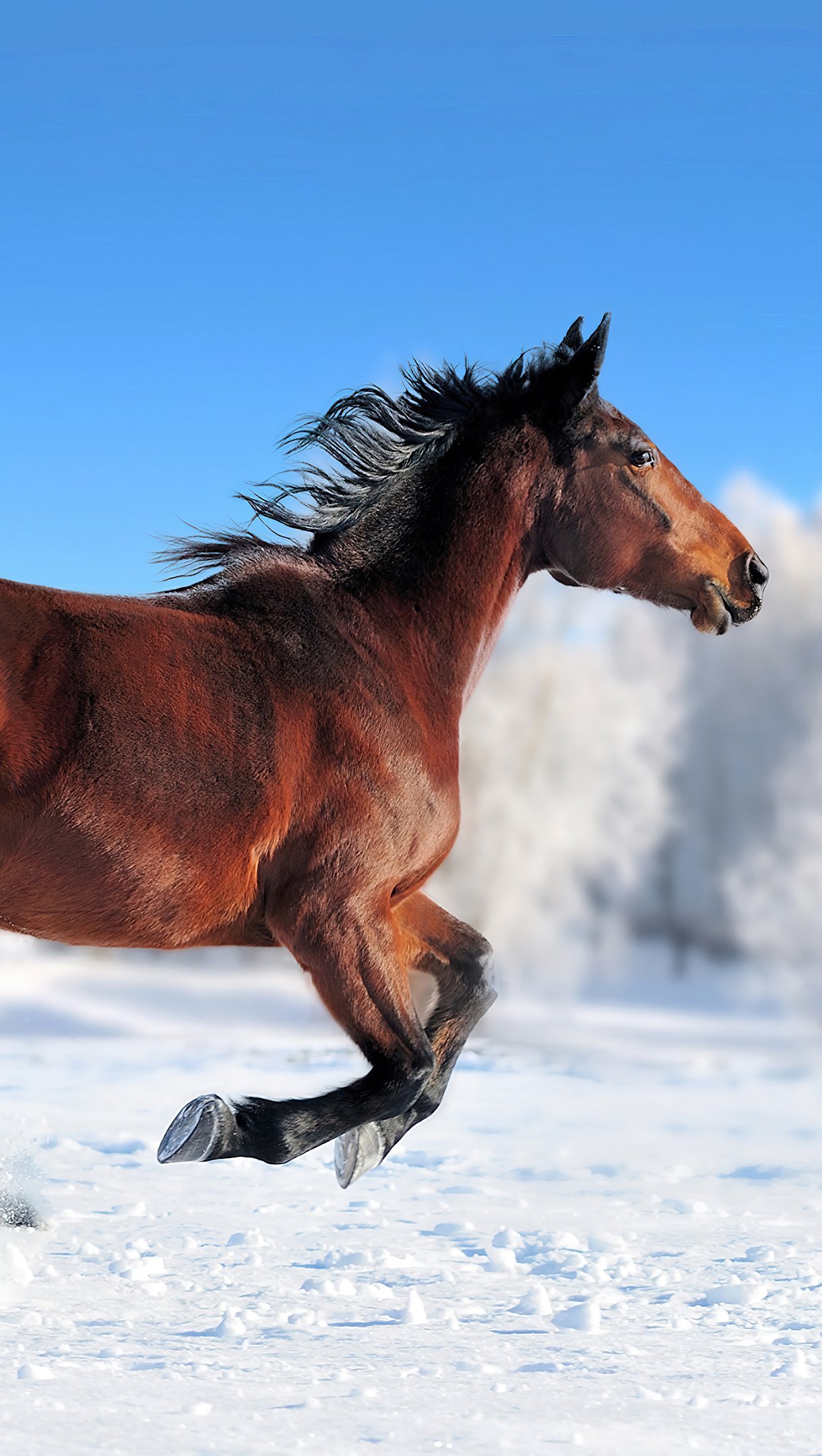 Wallpaper Horse running in the snow Vertical