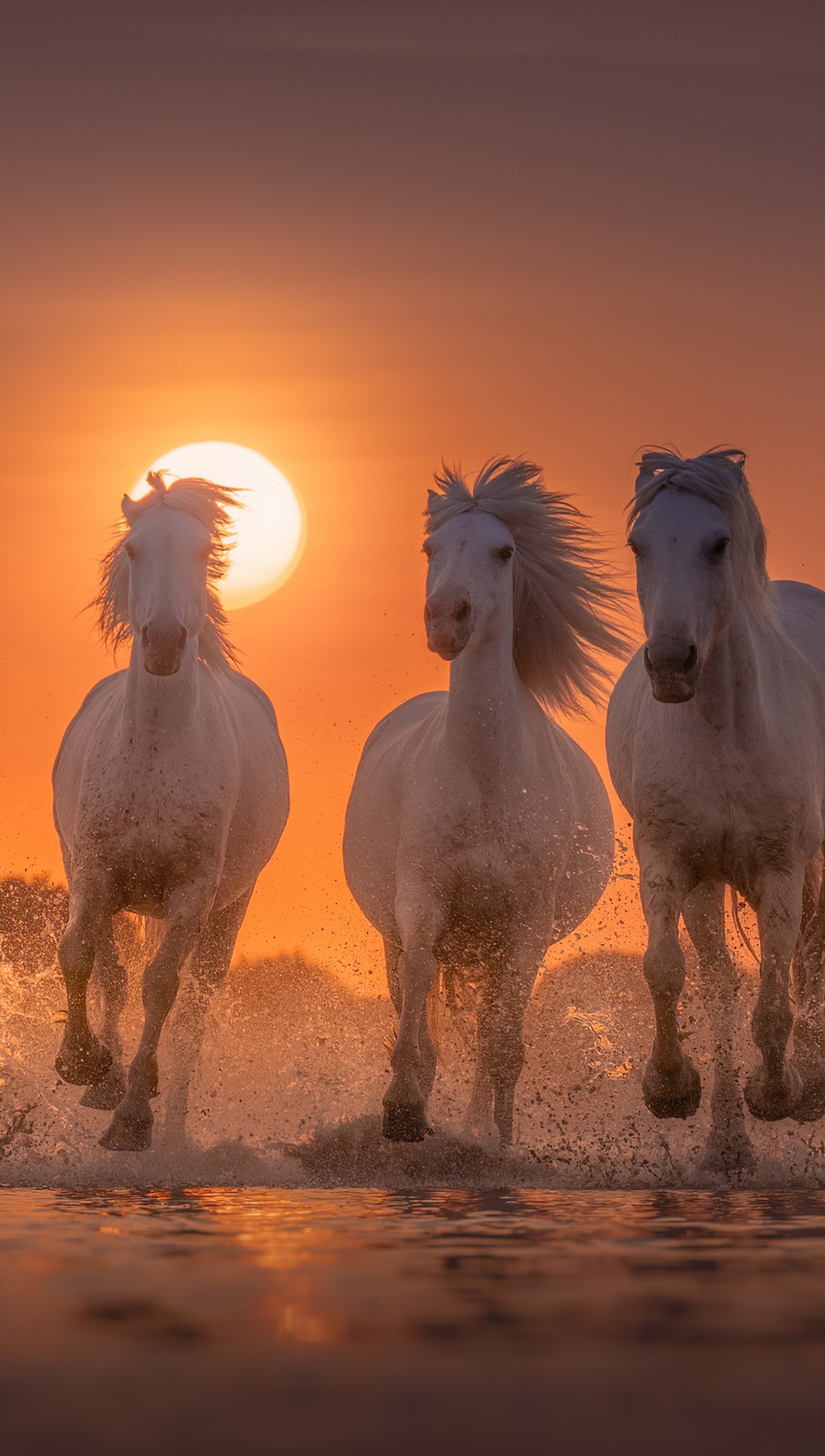 Wallpaper White horses at sunset in the beach Vertical