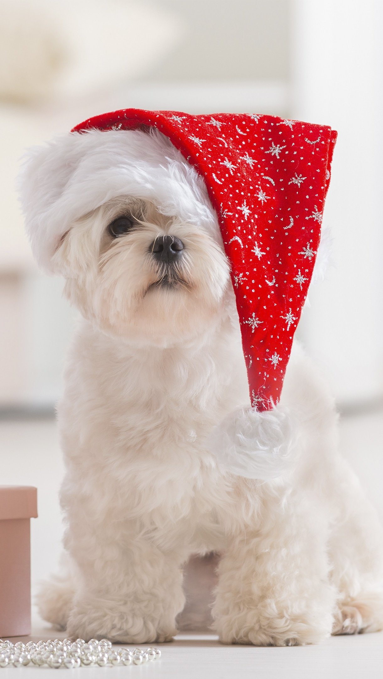 Wallpaper Puppy celebrating Christmas Vertical