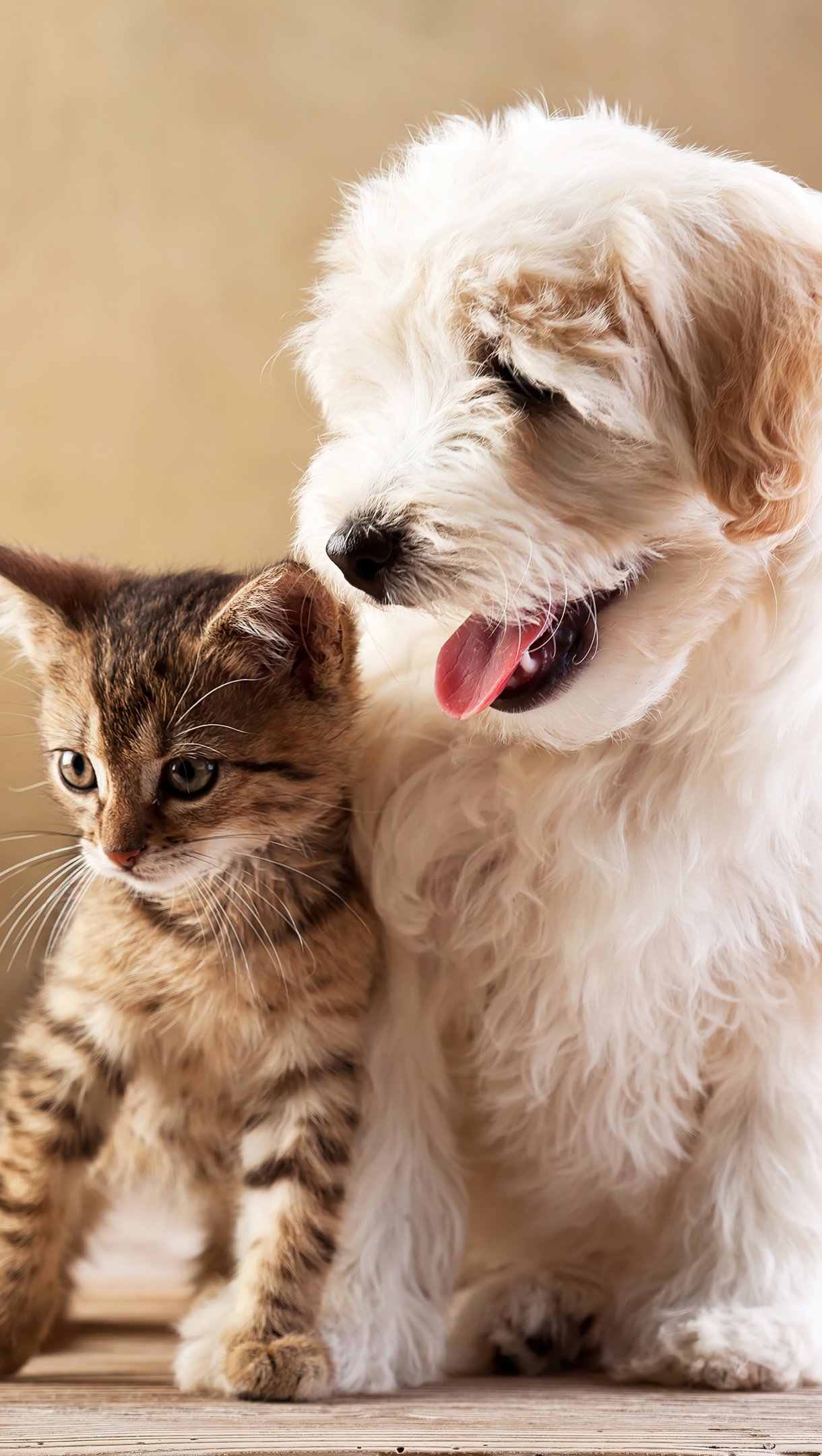 Wallpaper Puppy and kitten Vertical