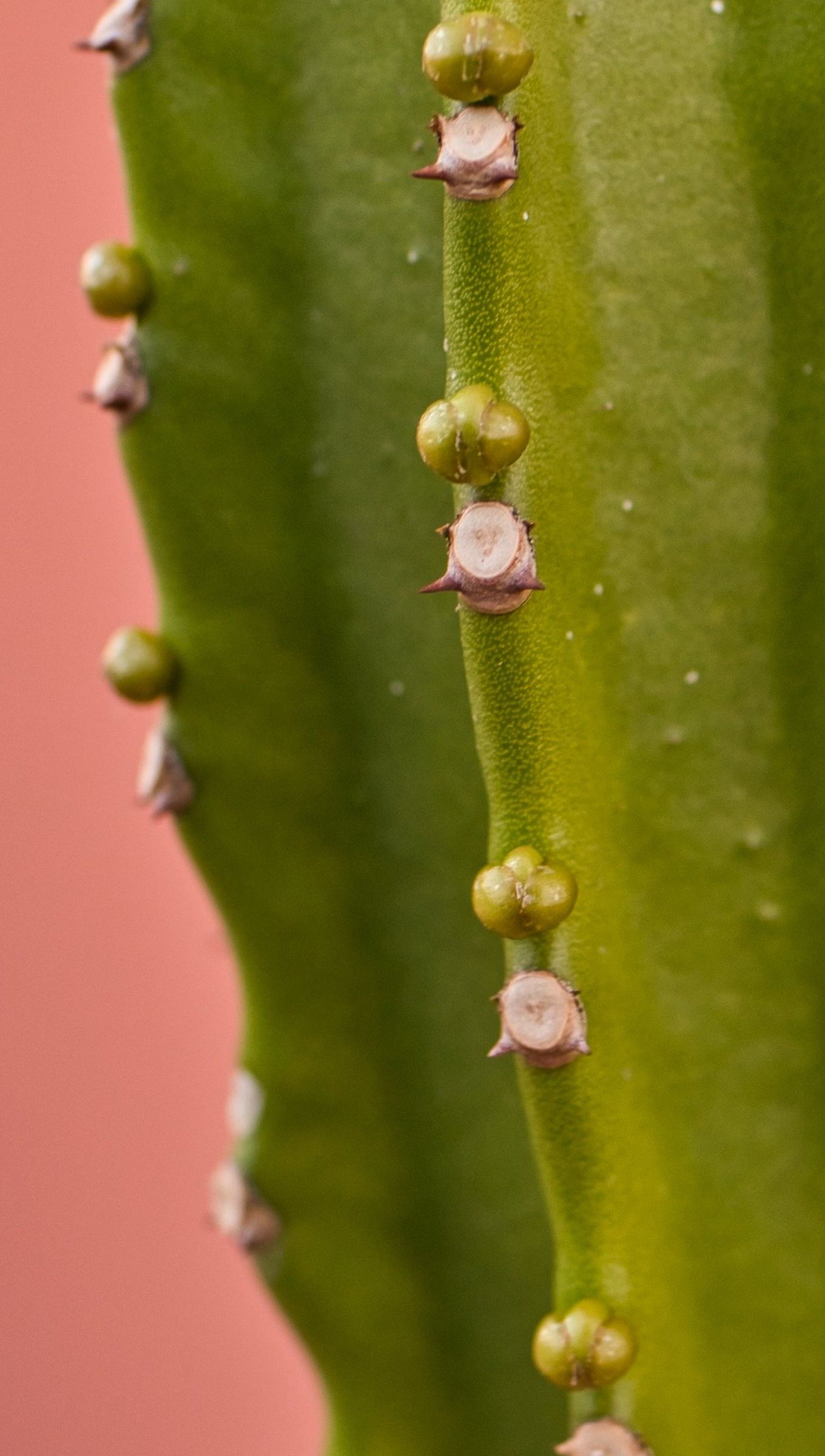 Fondos de pantalla Cactus de cerca Vertical
