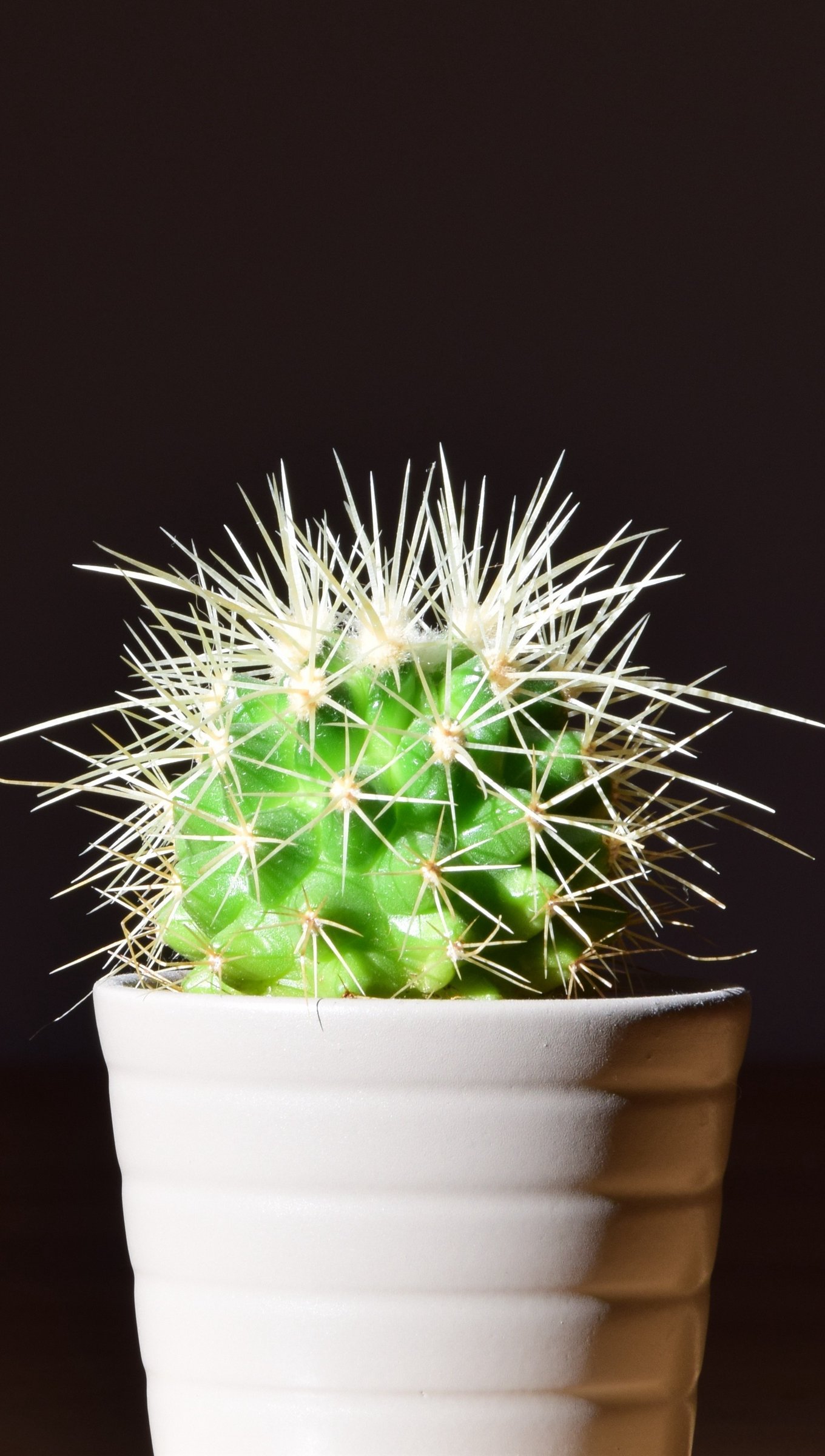 Wallpaper Cactus in flower pot Vertical