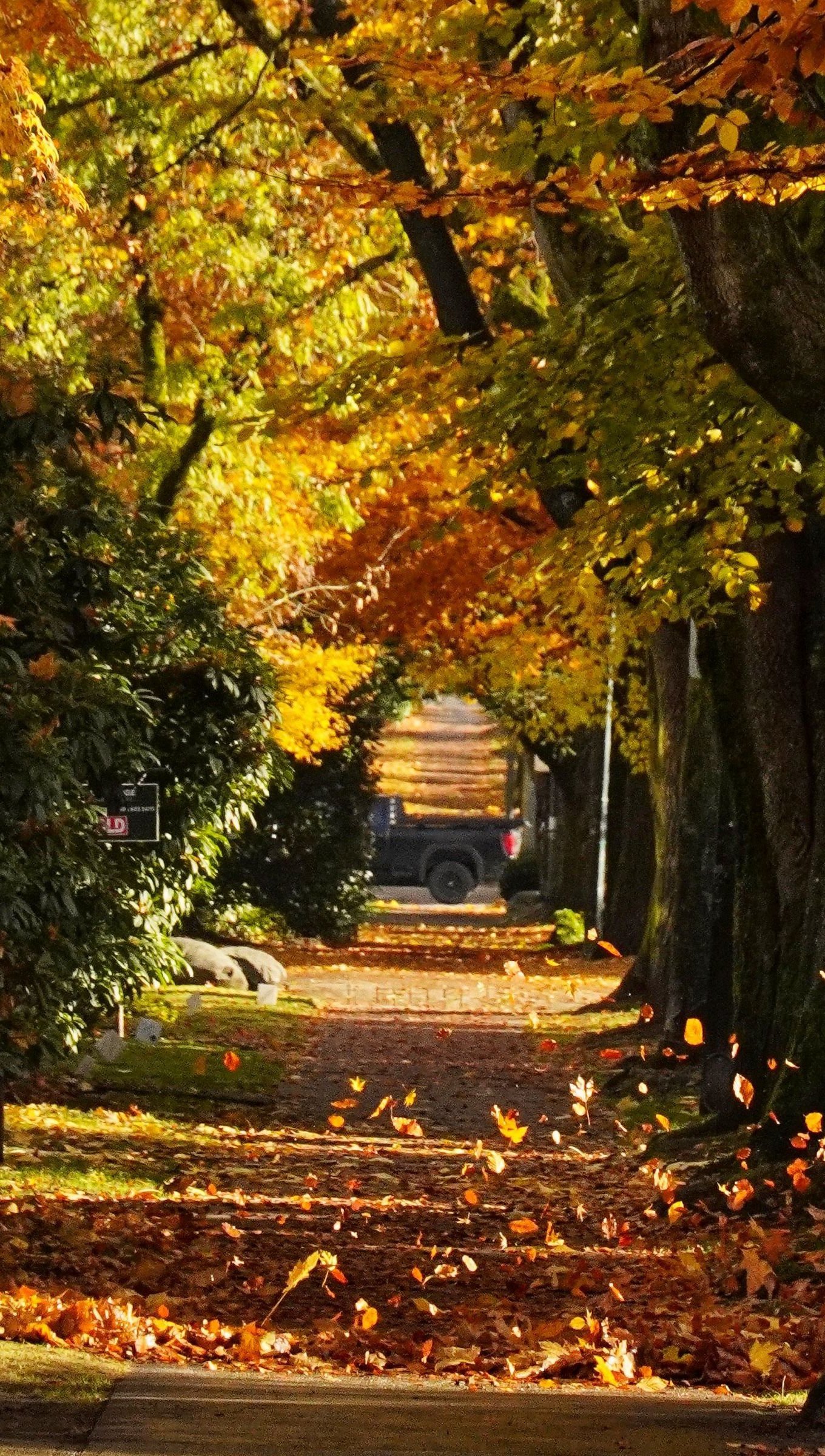 Wallpaper Path with trees during autumn Vertical