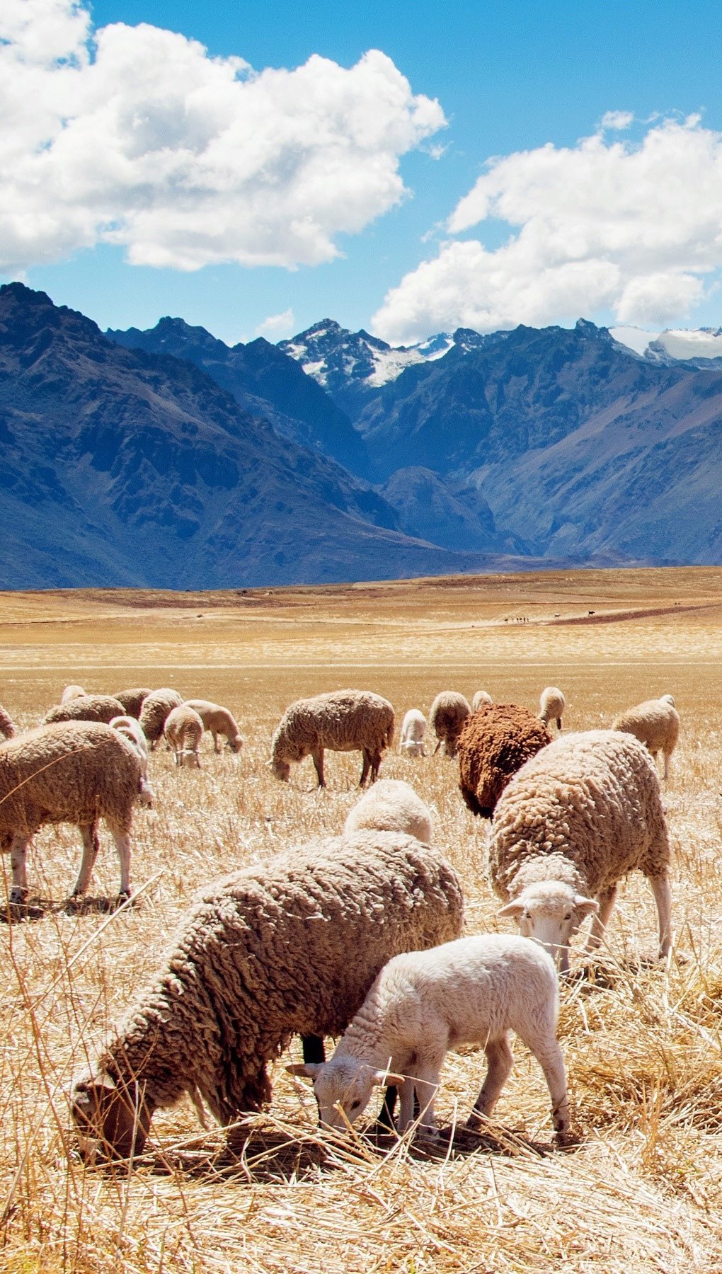 Wallpaper Field with sheep in Peru Vertical
