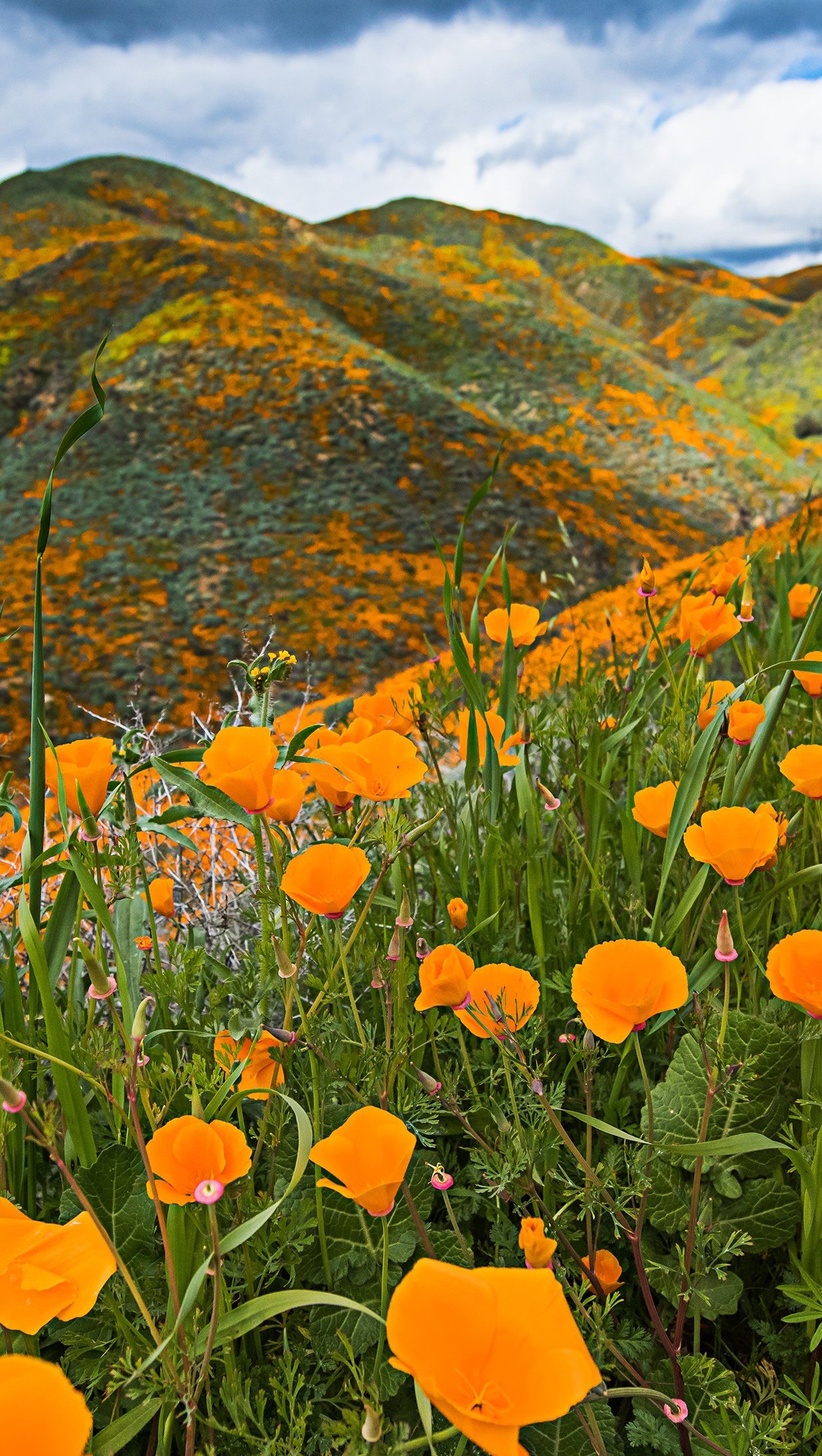 Wallpaper Field on flowers in the mountains Vertical