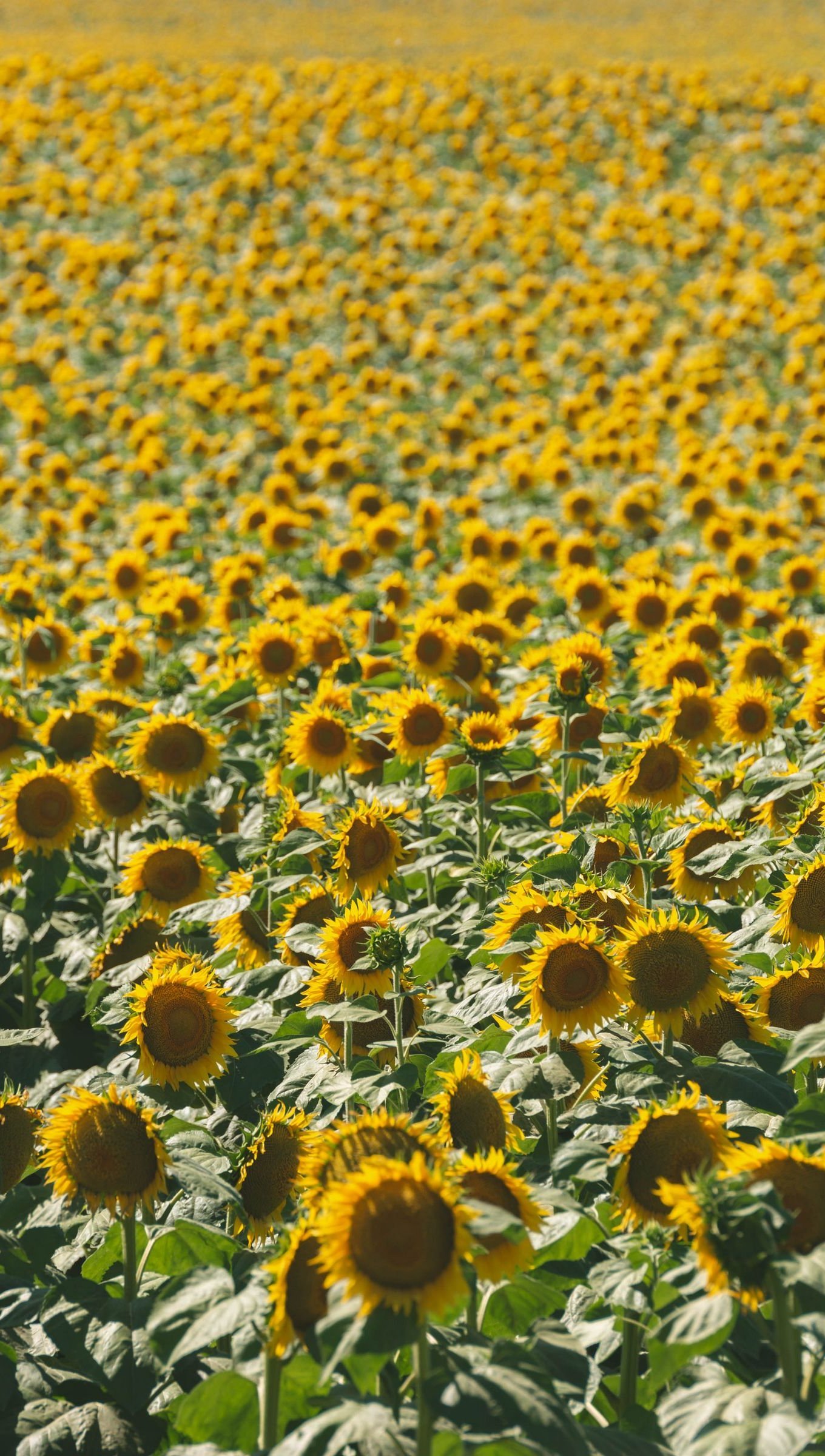 Sunflower Field Wallpaper 4k Ultra HD ID:10288