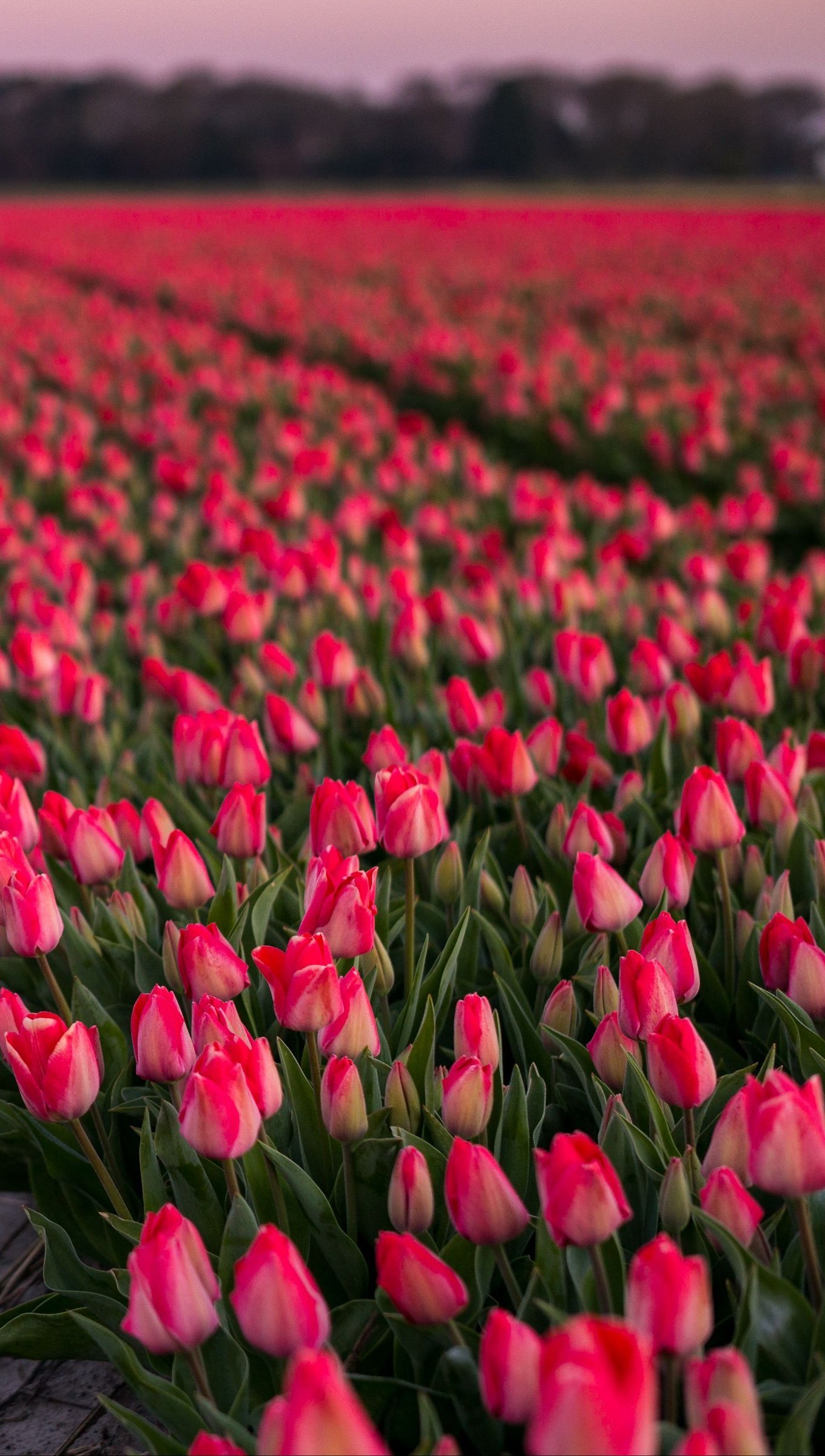 Fondos de pantalla Campo de tulipanes rosas Vertical
