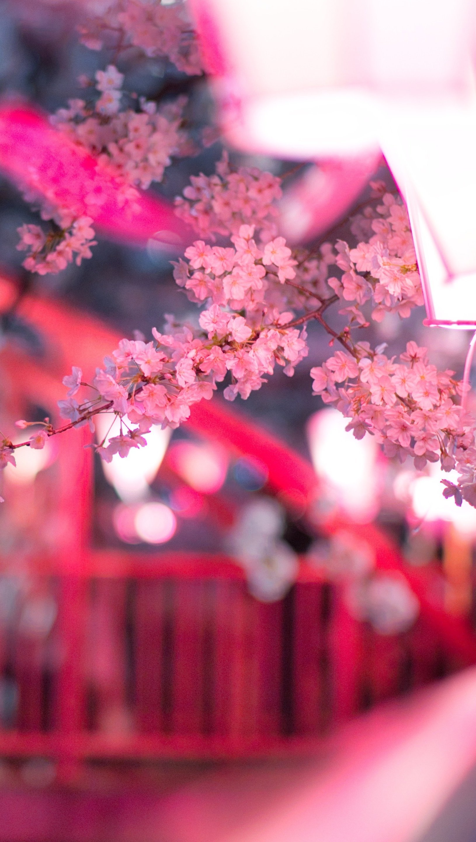 Wallpaper Cherry blossom with streetlights Vertical