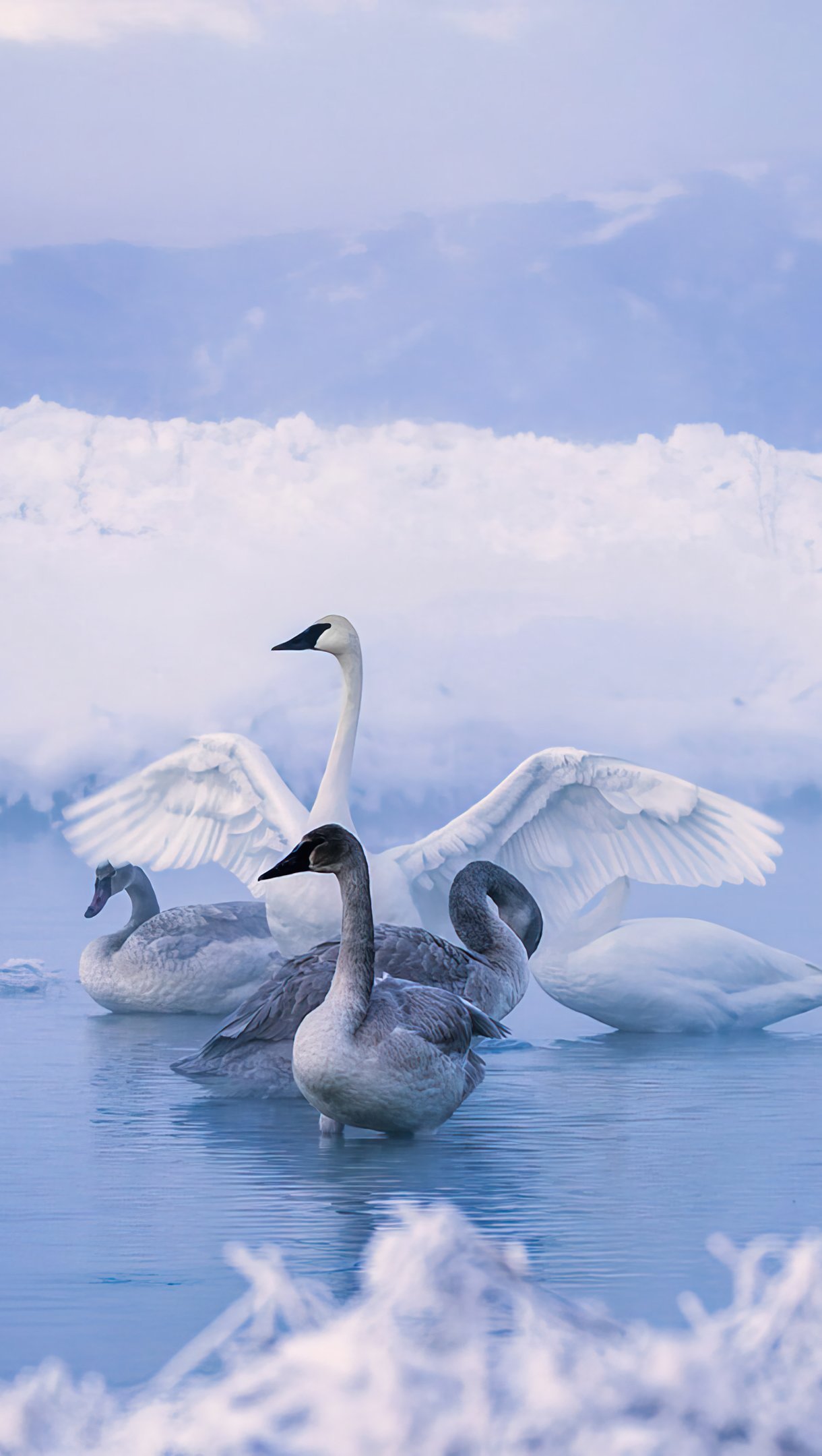 Cisnes en lago congelado Fondo de pantalla 4k Ultra HD ID:9794