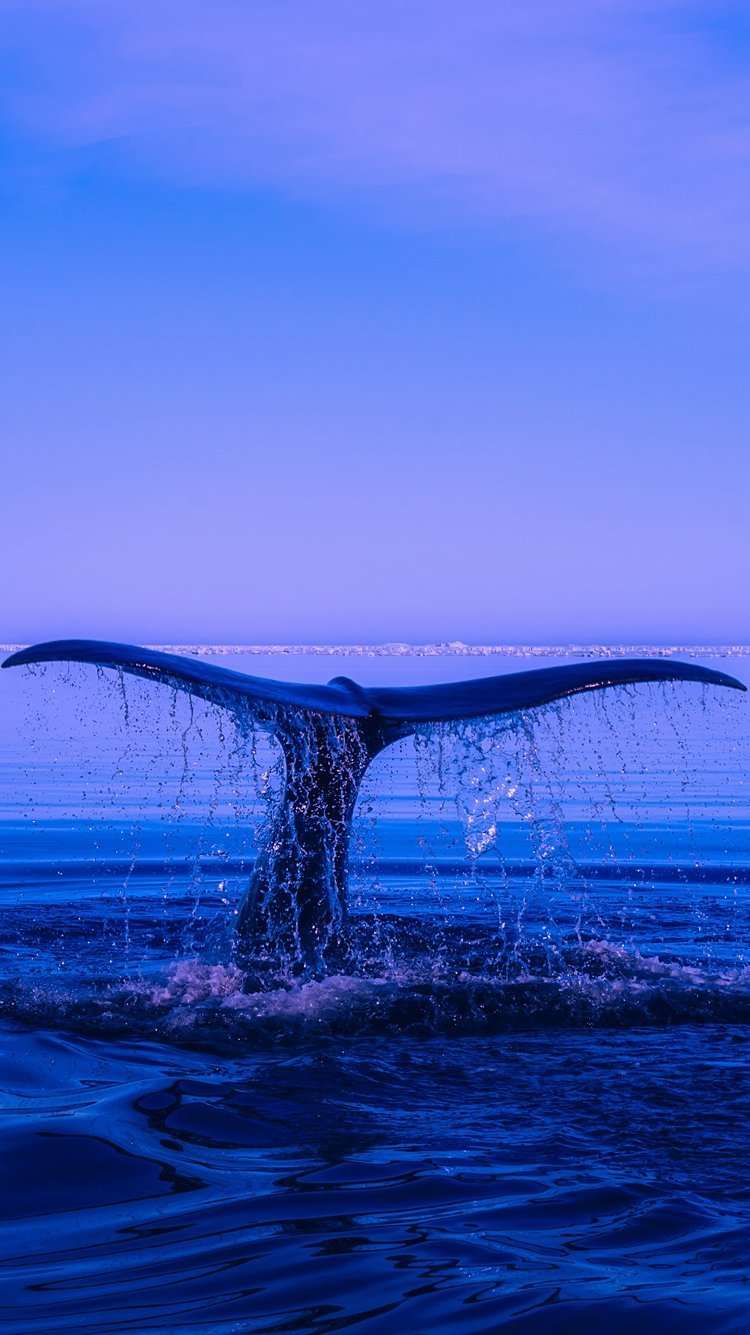 Fondos de pantalla Cola de una ballena en el oceano Vertical
