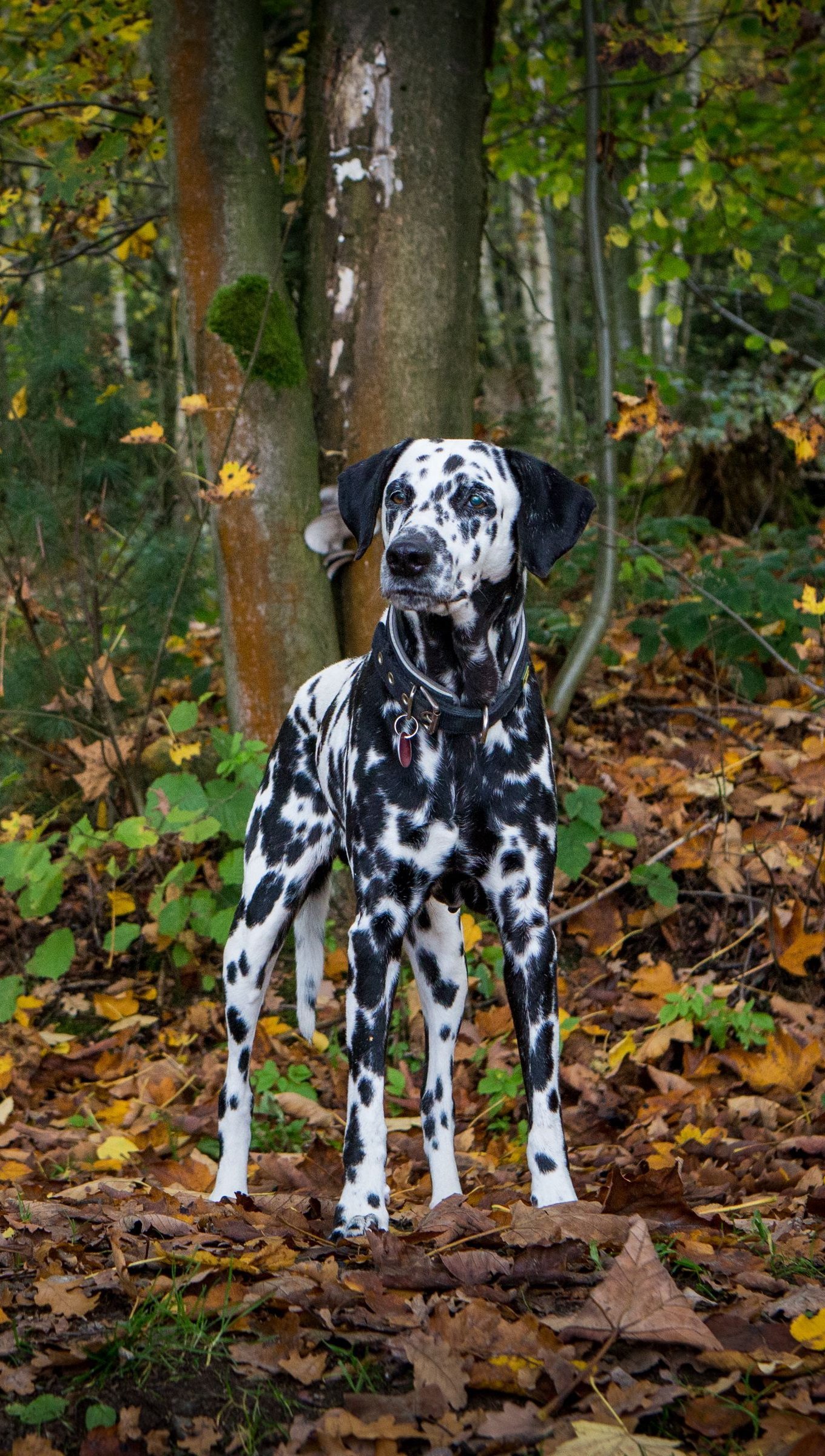 Wallpaper Dalmatian dog in forest Vertical