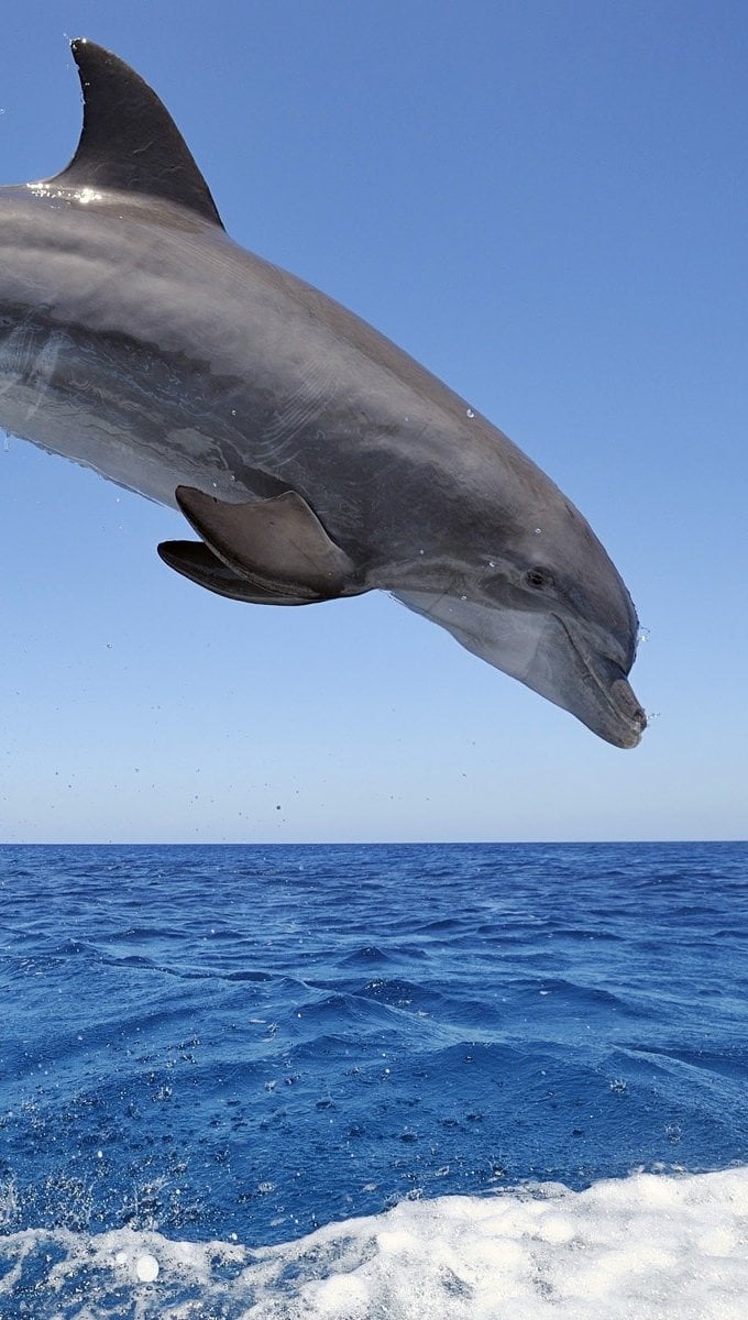 Fondos de pantalla Delfines saltando del agua Vertical