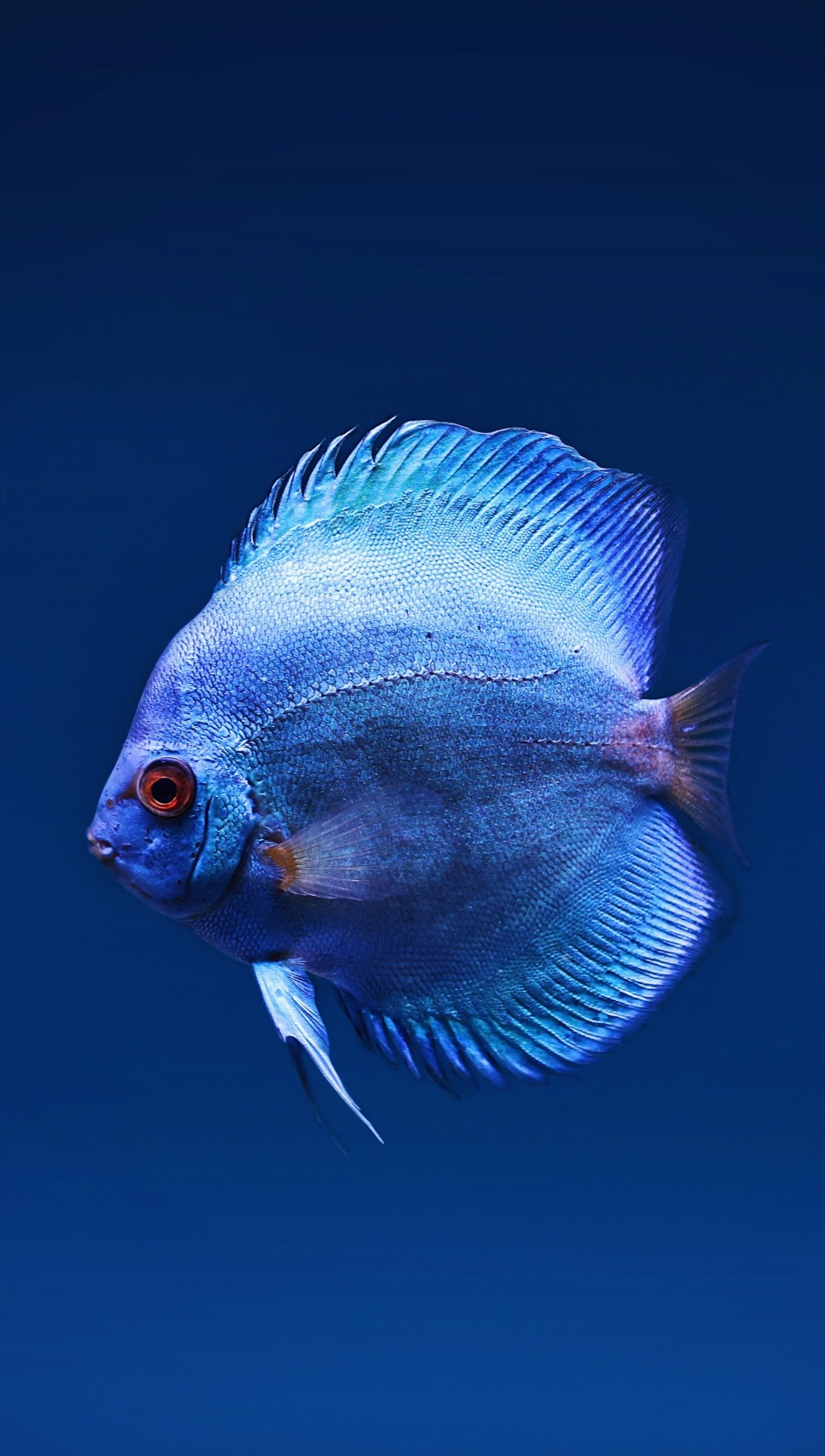 Wallpaper Blue Discus fish Vertical