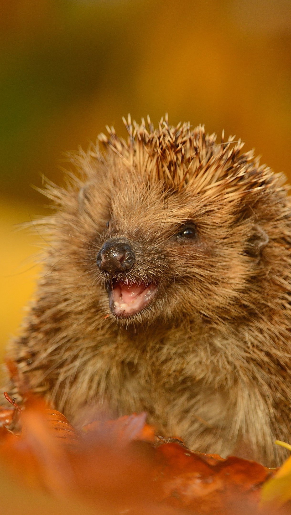 Wallpaper Hedgehog in autumn Vertical