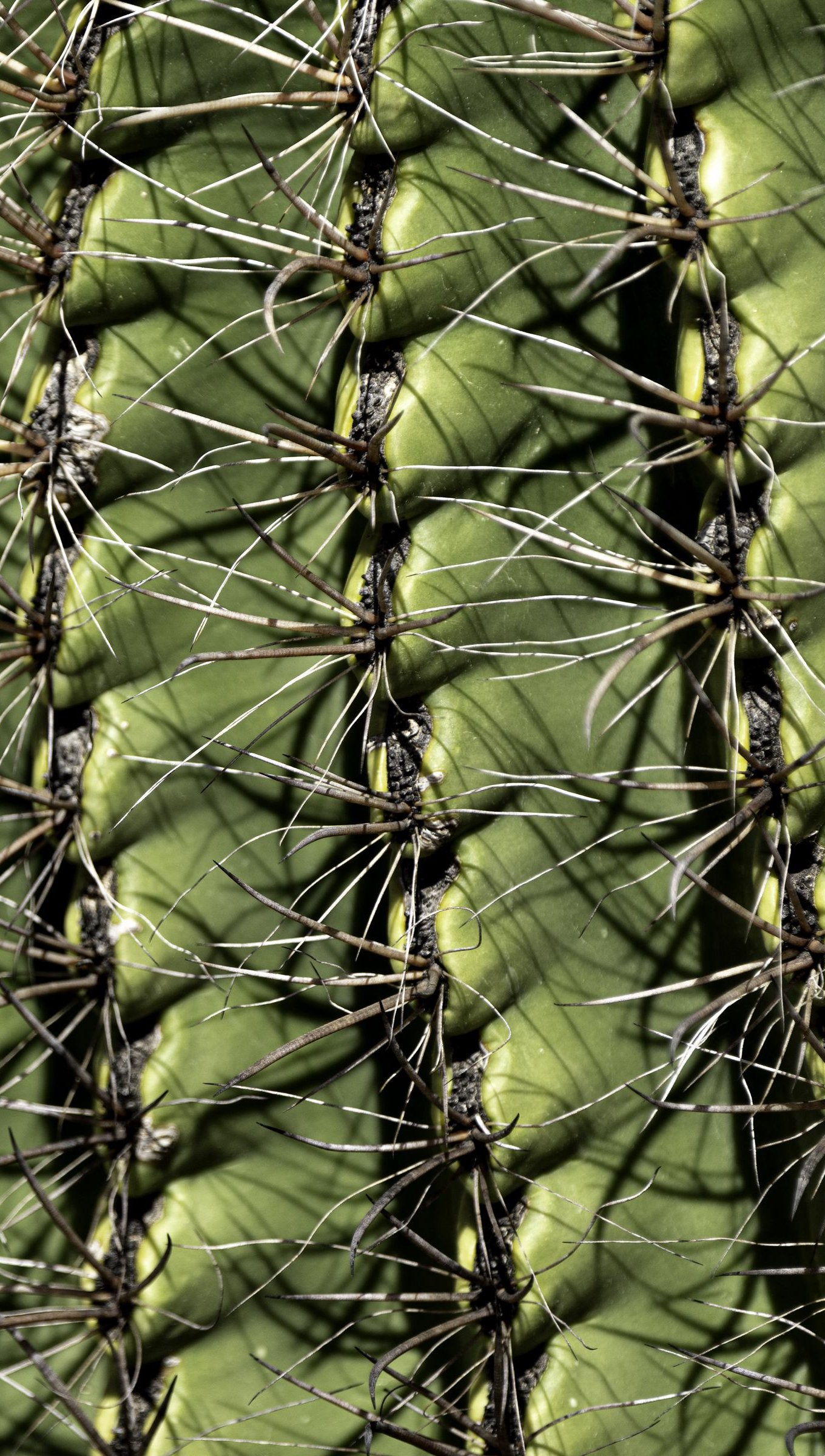 Wallpaper Cactus thorns Vertical