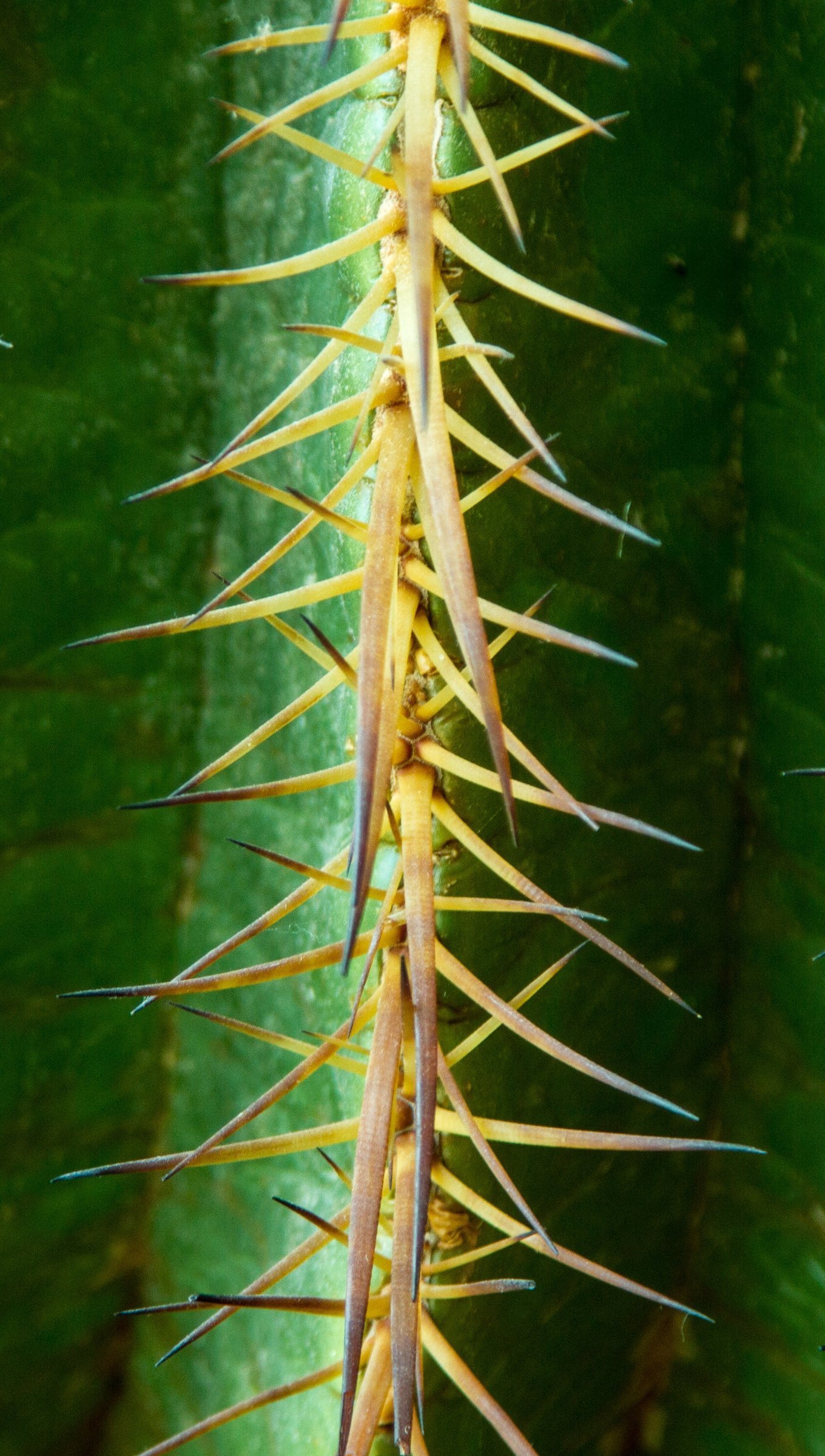 Wallpaper Cactus thorns Vertical