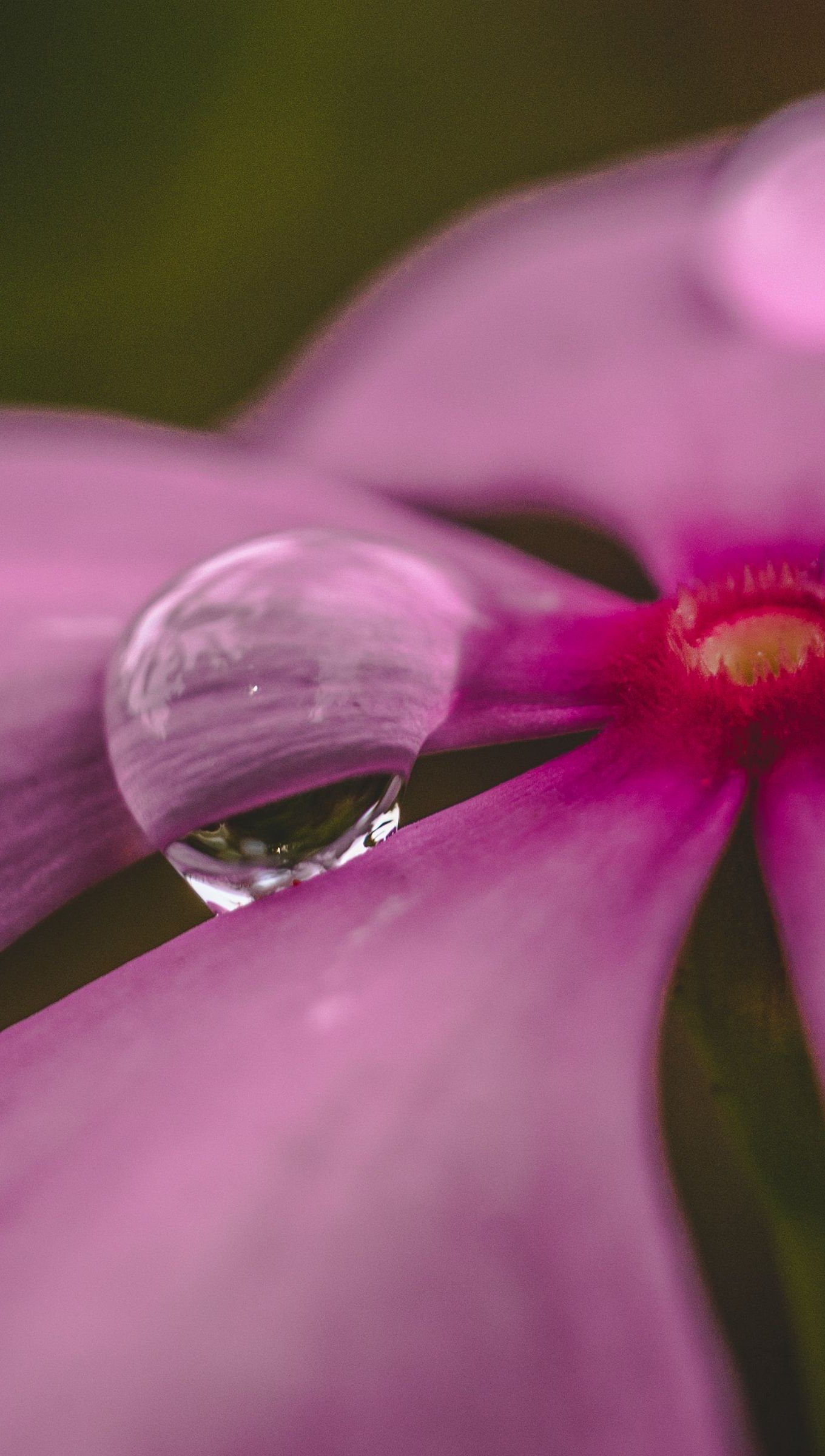 Wallpaper Flower with drops of water Vertical