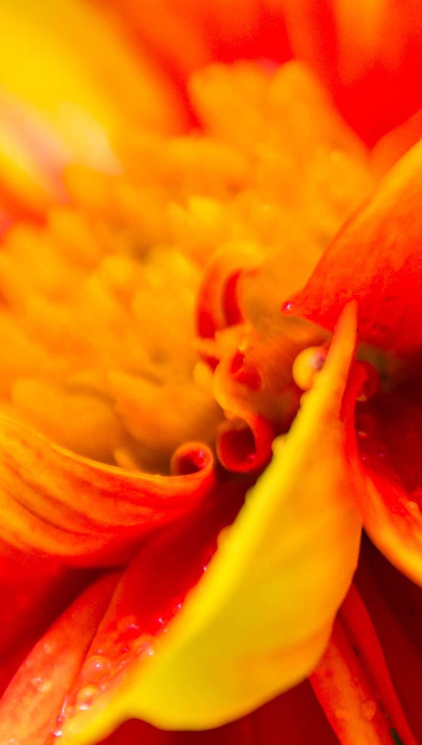 Fondos de pantalla Flor naranja de cerca Vertical