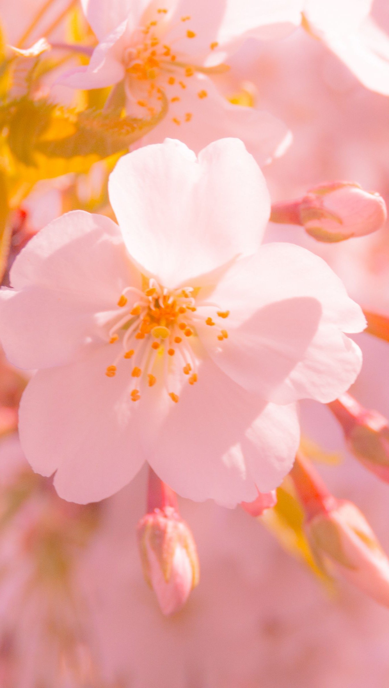 Fondos de pantalla Flor Sakura a la luz del sol Vertical