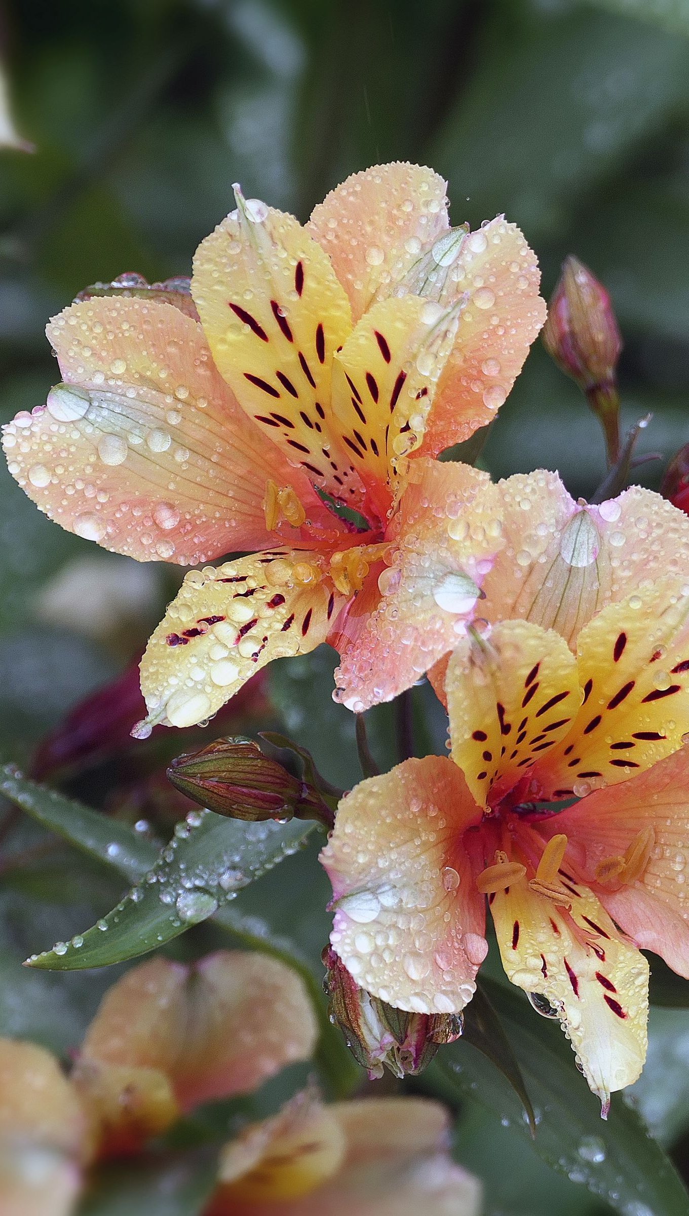 Wallpaper Flowers with water drops Vertical