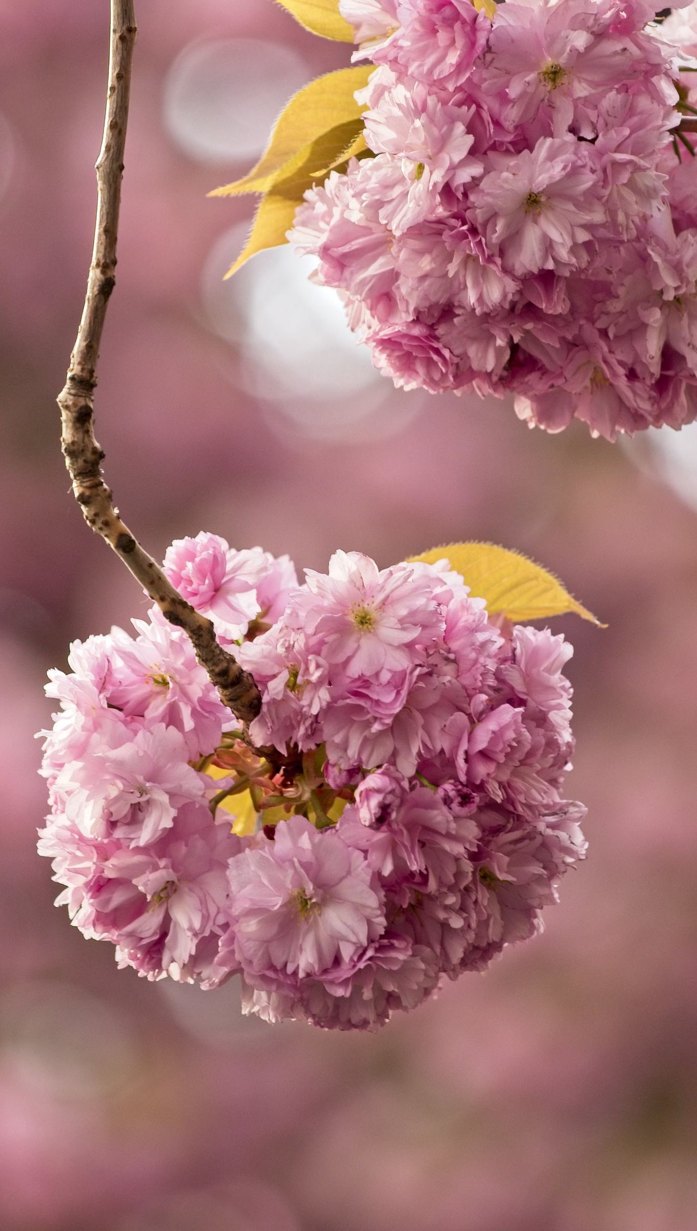 Wallpaper Cherry blossom flowers Vertical