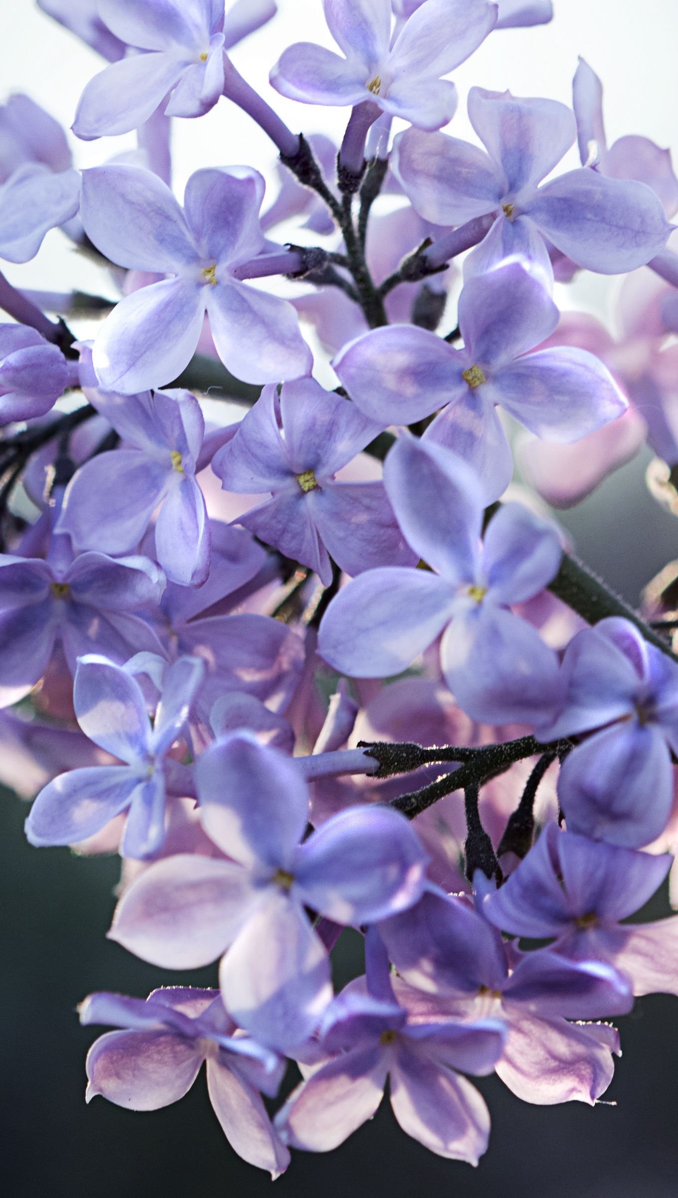 Wallpaper Lilac Flowers Vertical