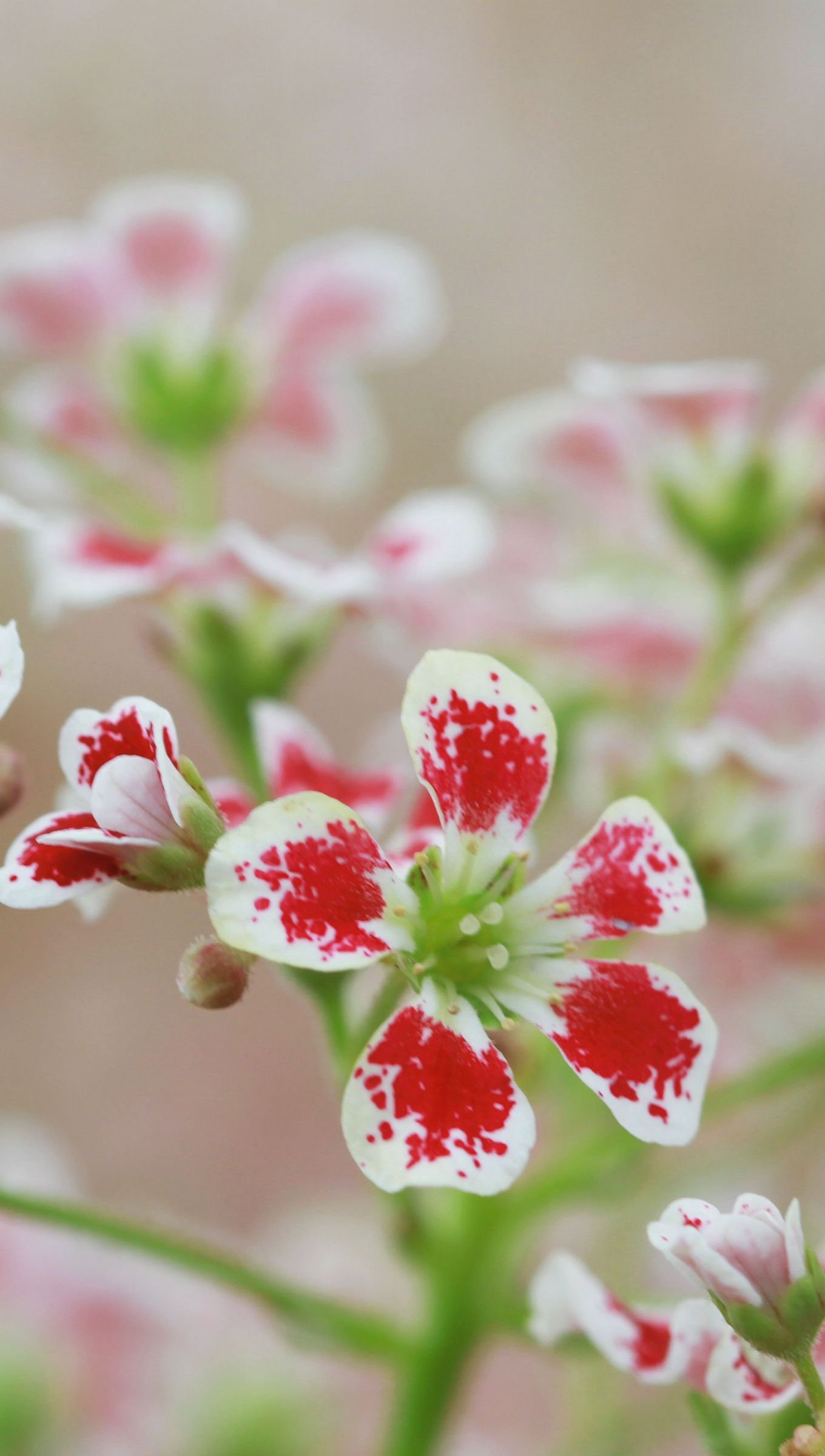 Wallpaper Red an white flowers Vertical
