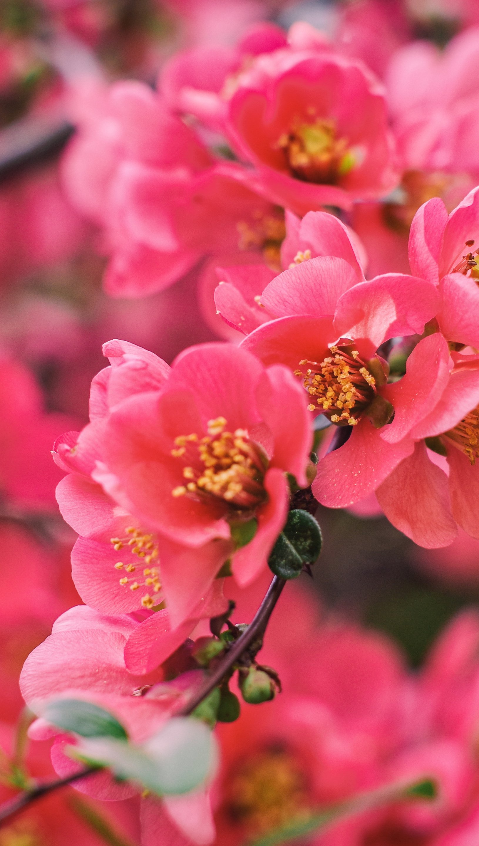 Fondos de pantalla Flores rosas en rama Vertical