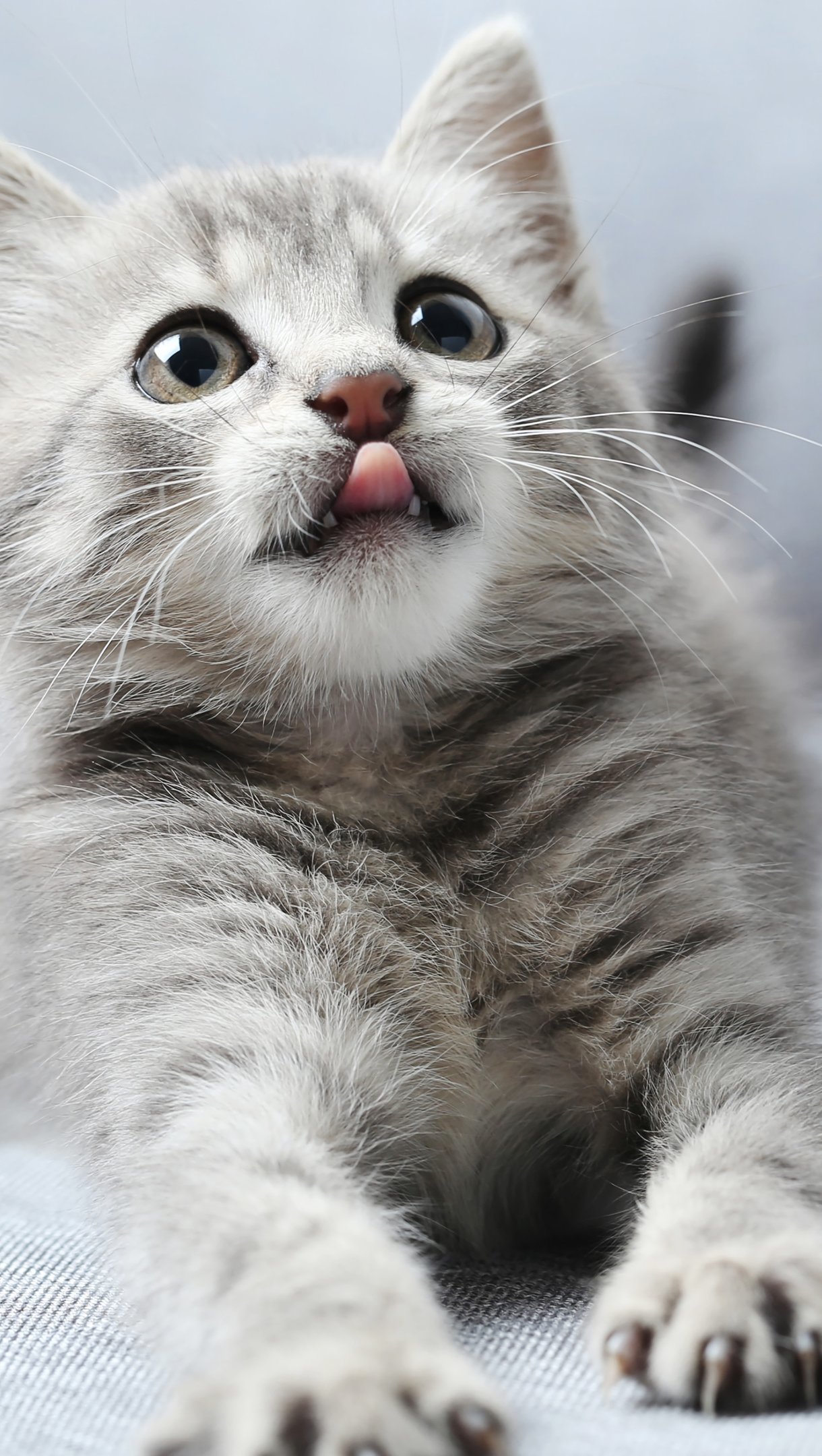 Wallpaper Cat with tongue out Vertical