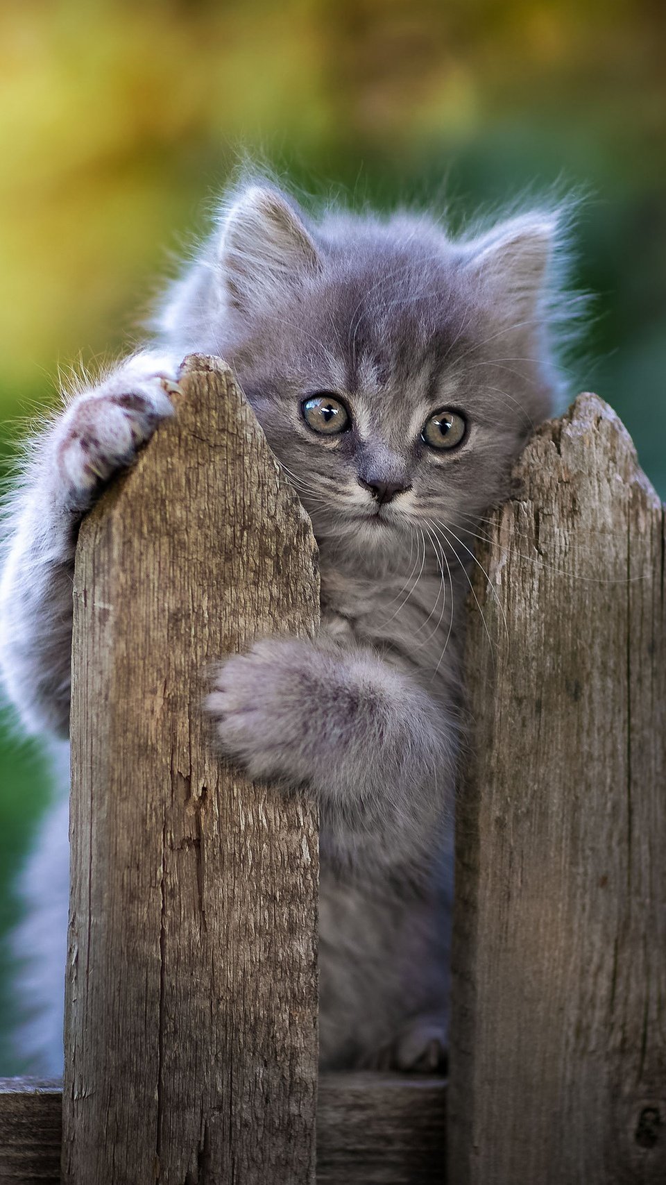Wallpaper Cat in fence Vertical