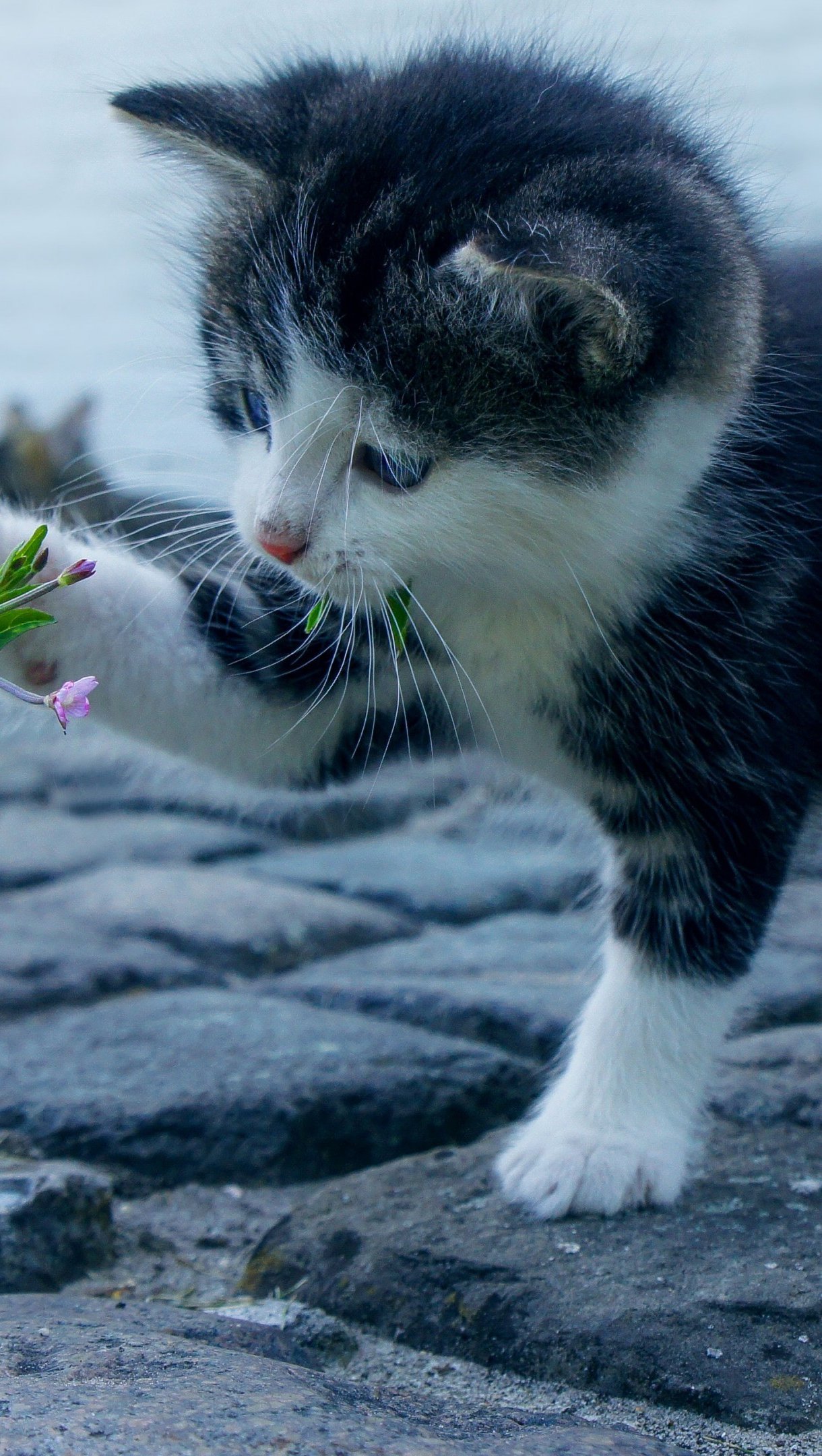 Fondos de pantalla Gato jugando con una flor Vertical