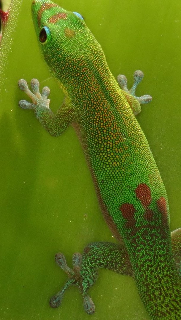 Wallpaper Green Gecko Vertical