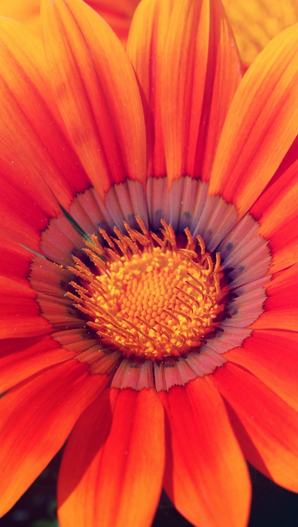 Wallpaper Sunflower in spring Vertical