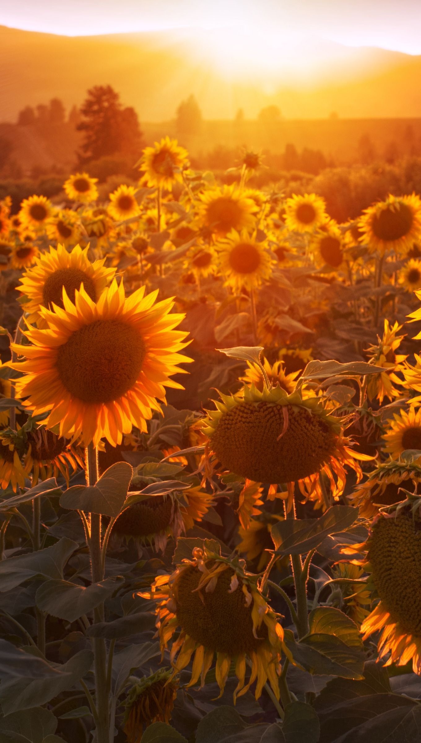 Wallpaper Sunflowers at sunset Vertical