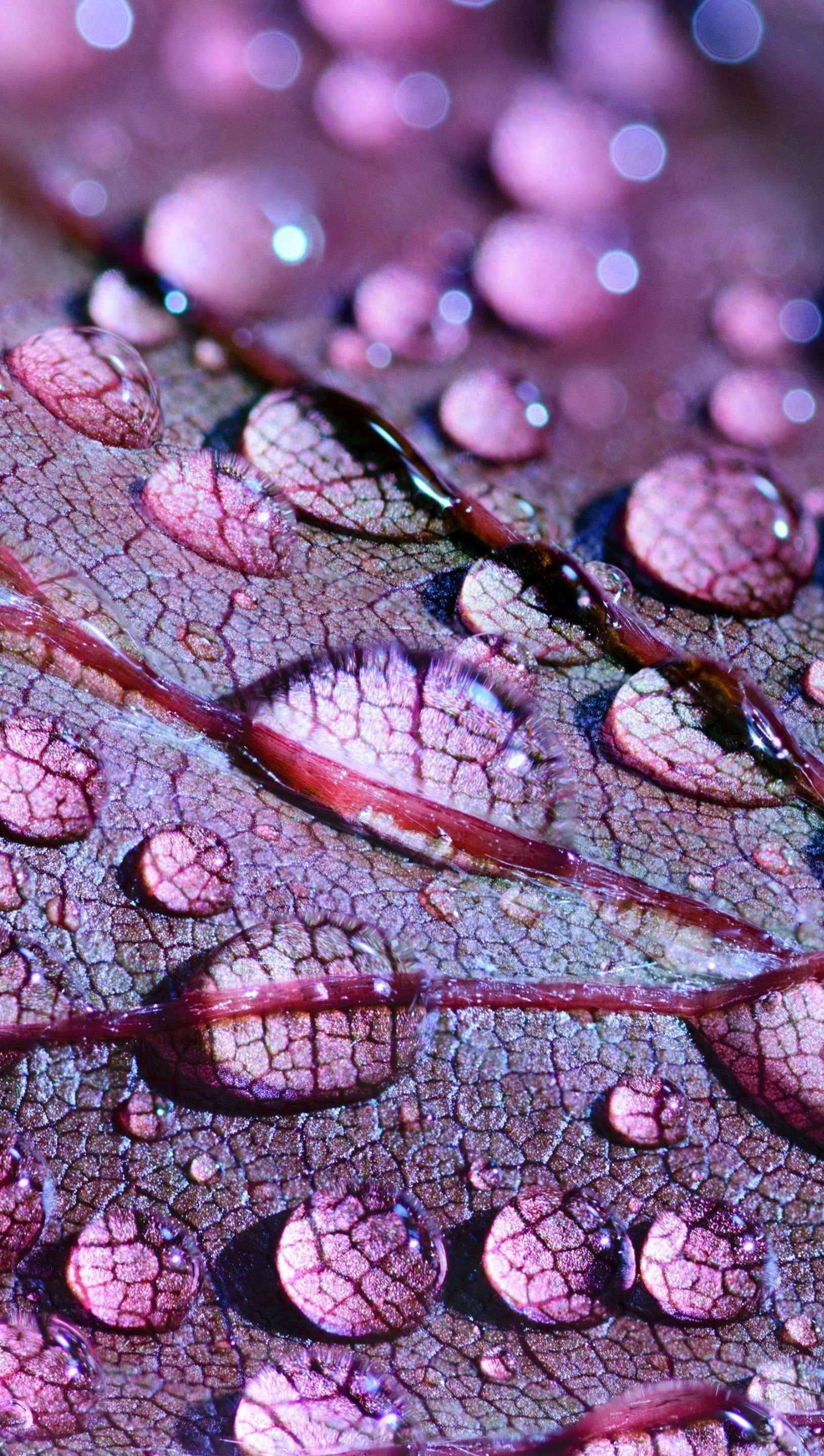 Water drops on a purple leaf Wallpaper 5k Ultra HD ID:3456