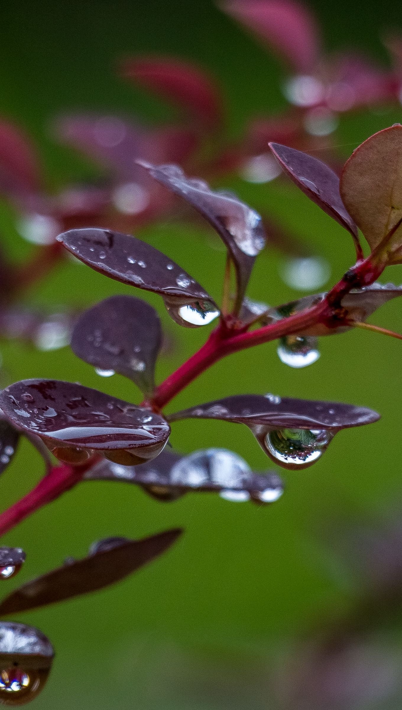 Wallpaper Drops of rain in barberry leaves Vertical