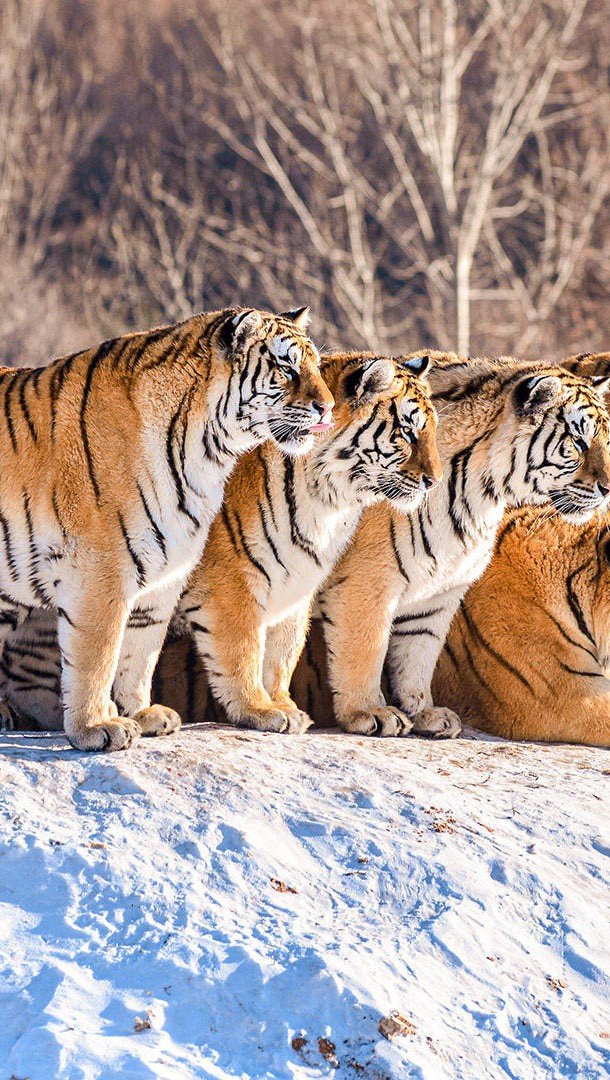 Wallpaper Group of tigers on snowed mountain Vertical