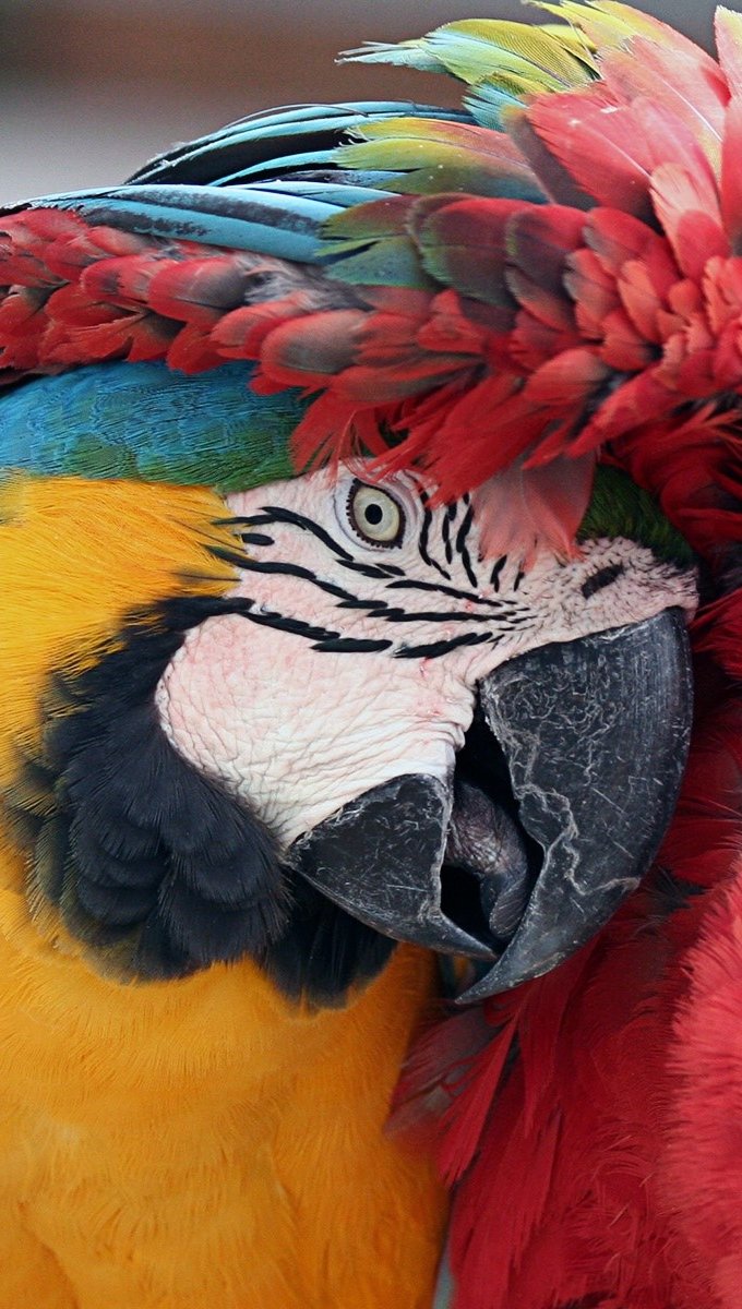 Wallpaper Macaws Vertical