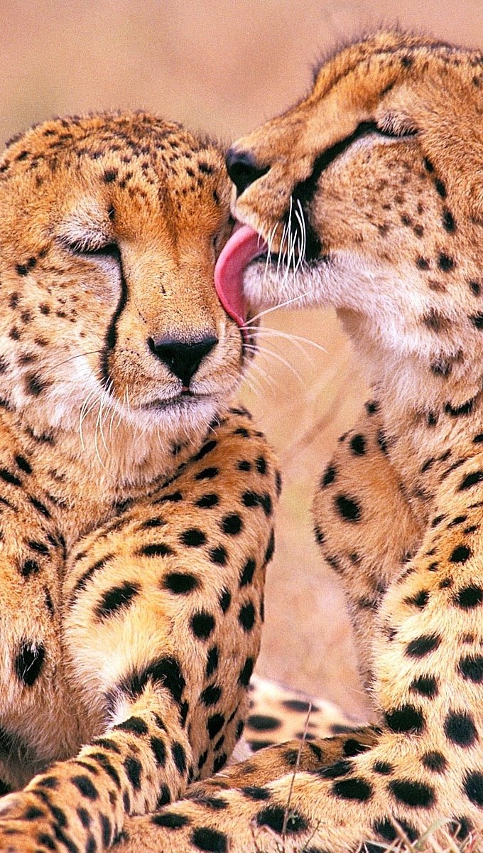 Wallpaper Cheetahs in South Africa Vertical