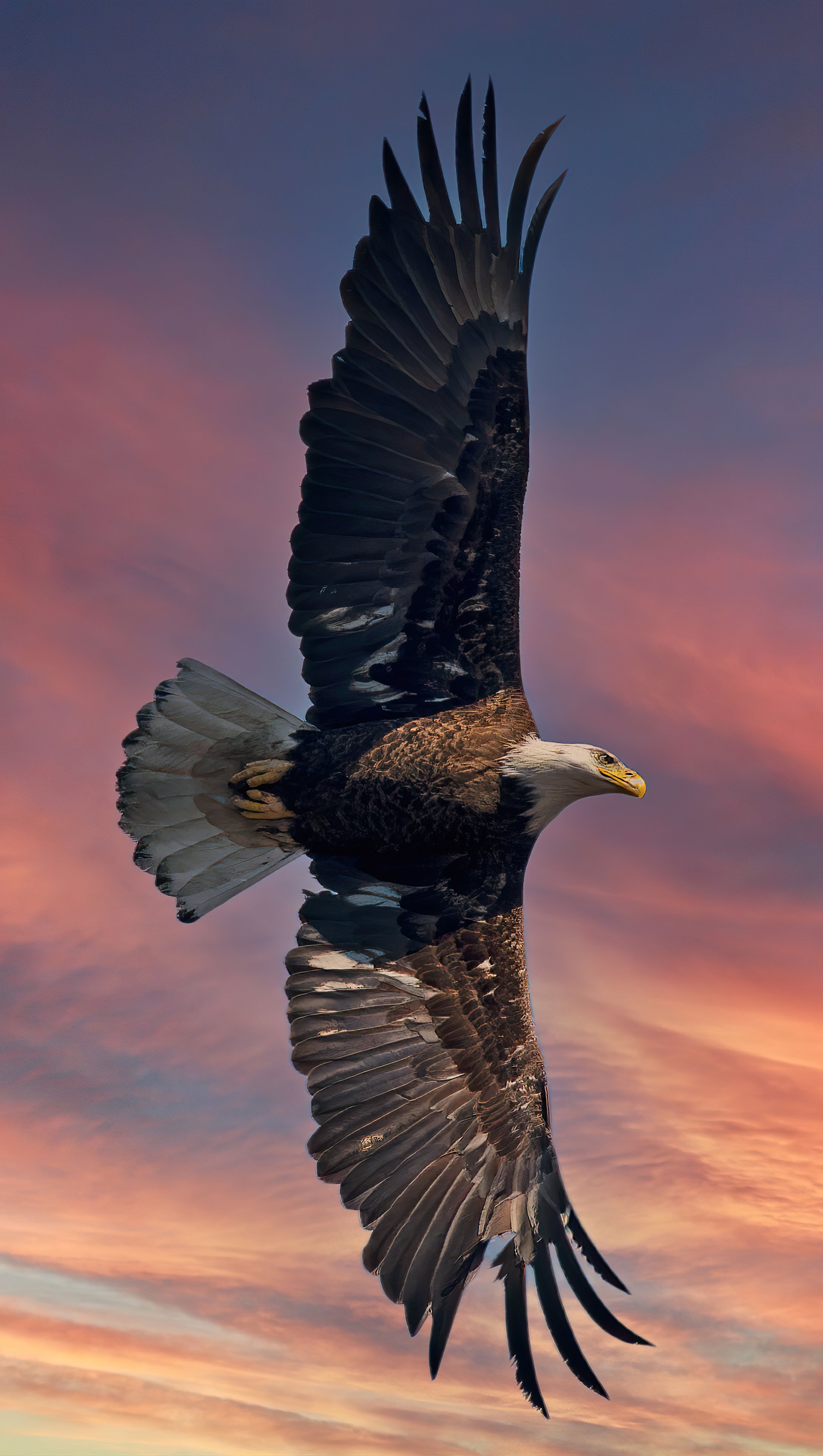 Fondos de pantalla Águila calva con alas abiertas Vertical