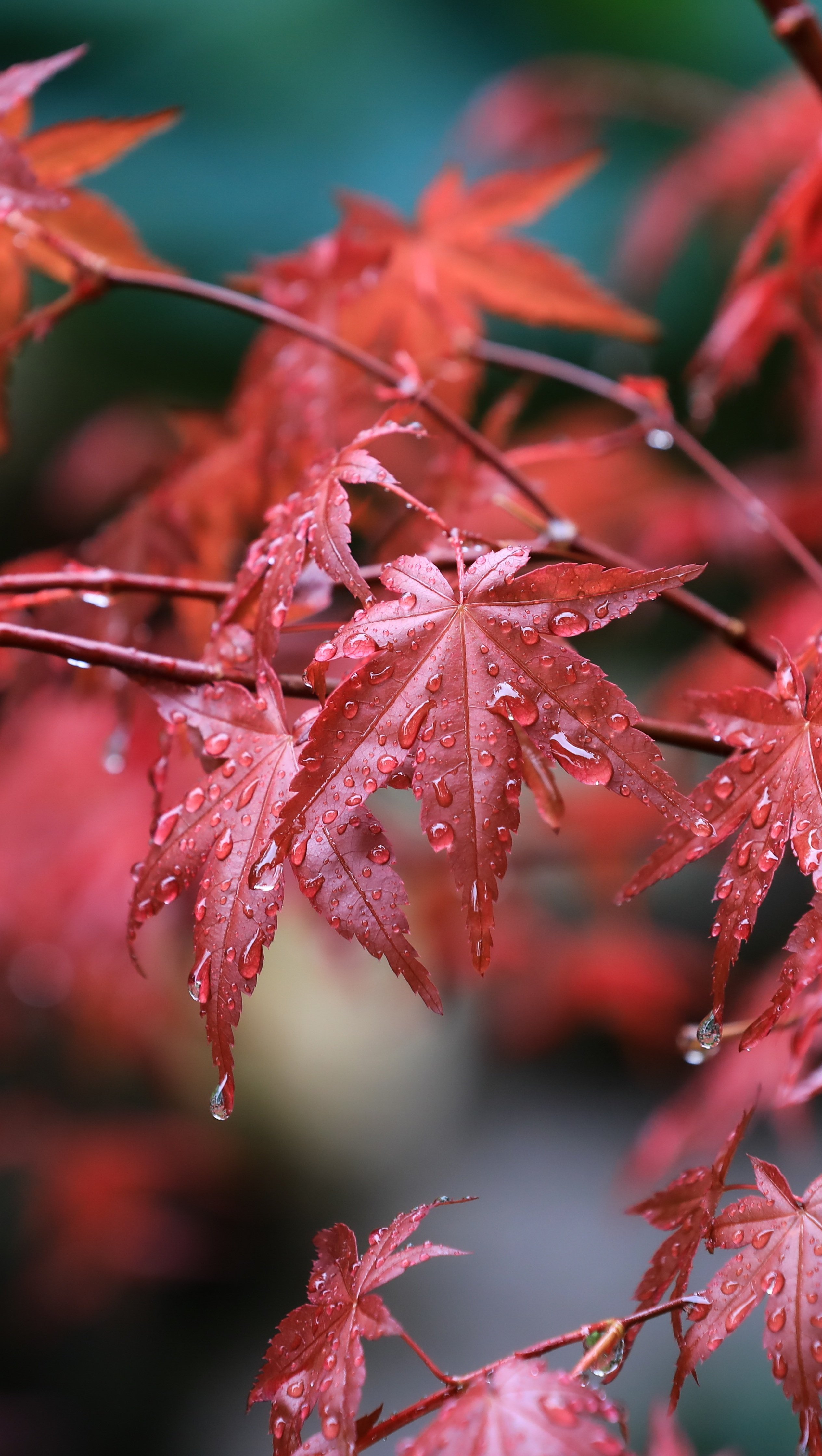 Wallpaper Maple leafs with raindrops Vertical