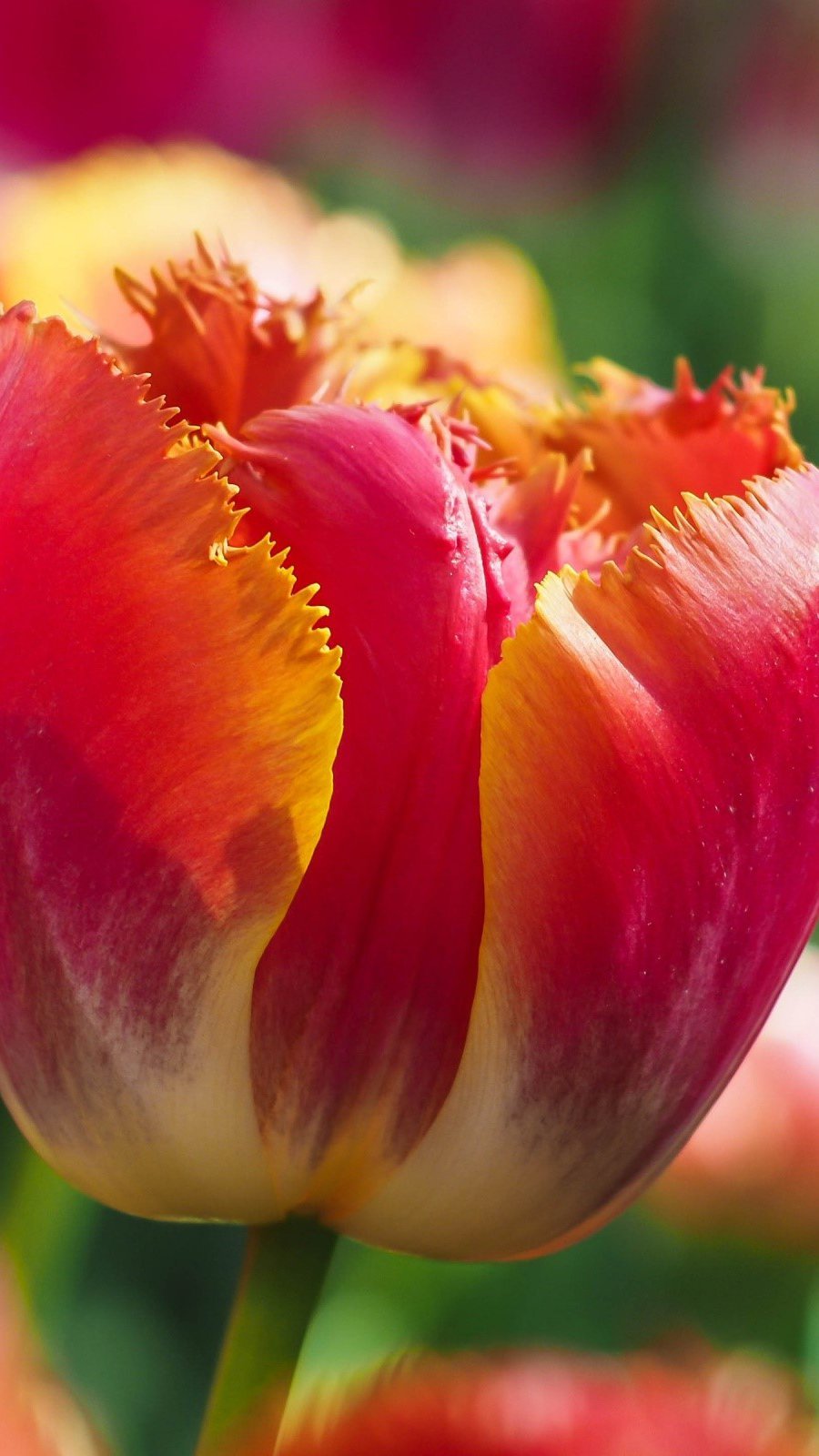 Fondos de pantalla Jardín de tulipanes Vertical