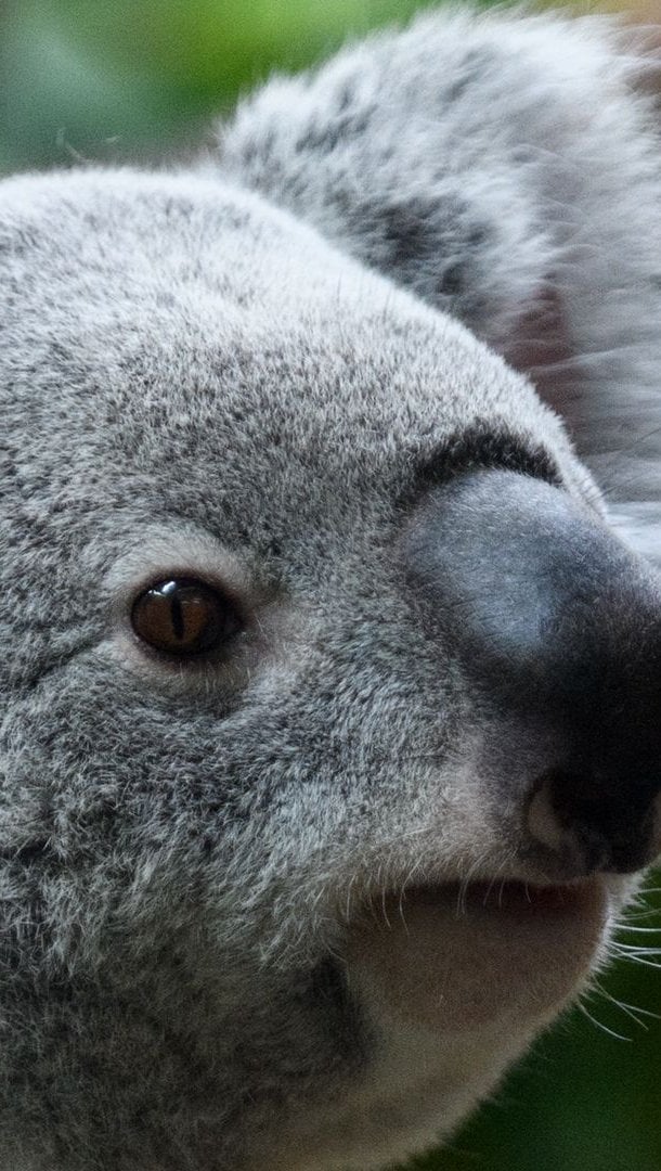 Fondos de pantalla Koala Vertical