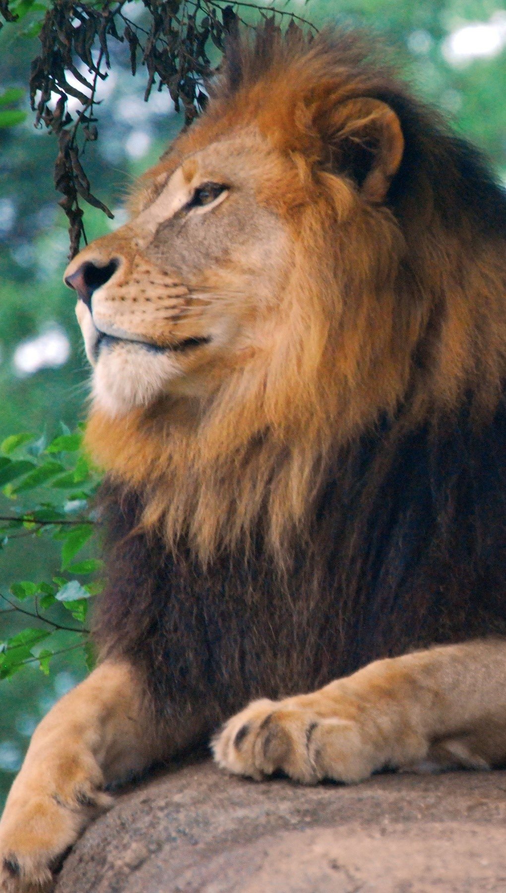 Wallpaper Lion in the jungle Vertical