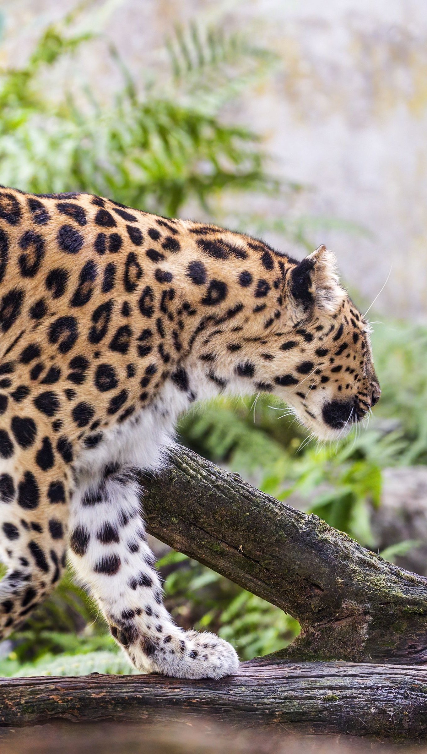 Fondos de pantalla Leopardo caminando Vertical