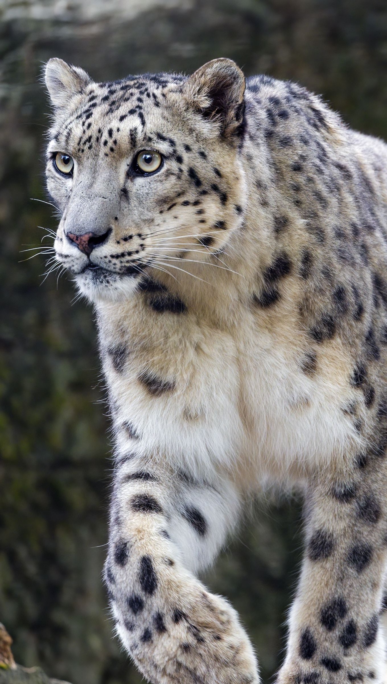Wallpaper Snow Leopard Vertical